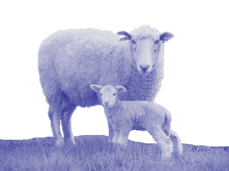 A sheep and a lamb standing on grass
