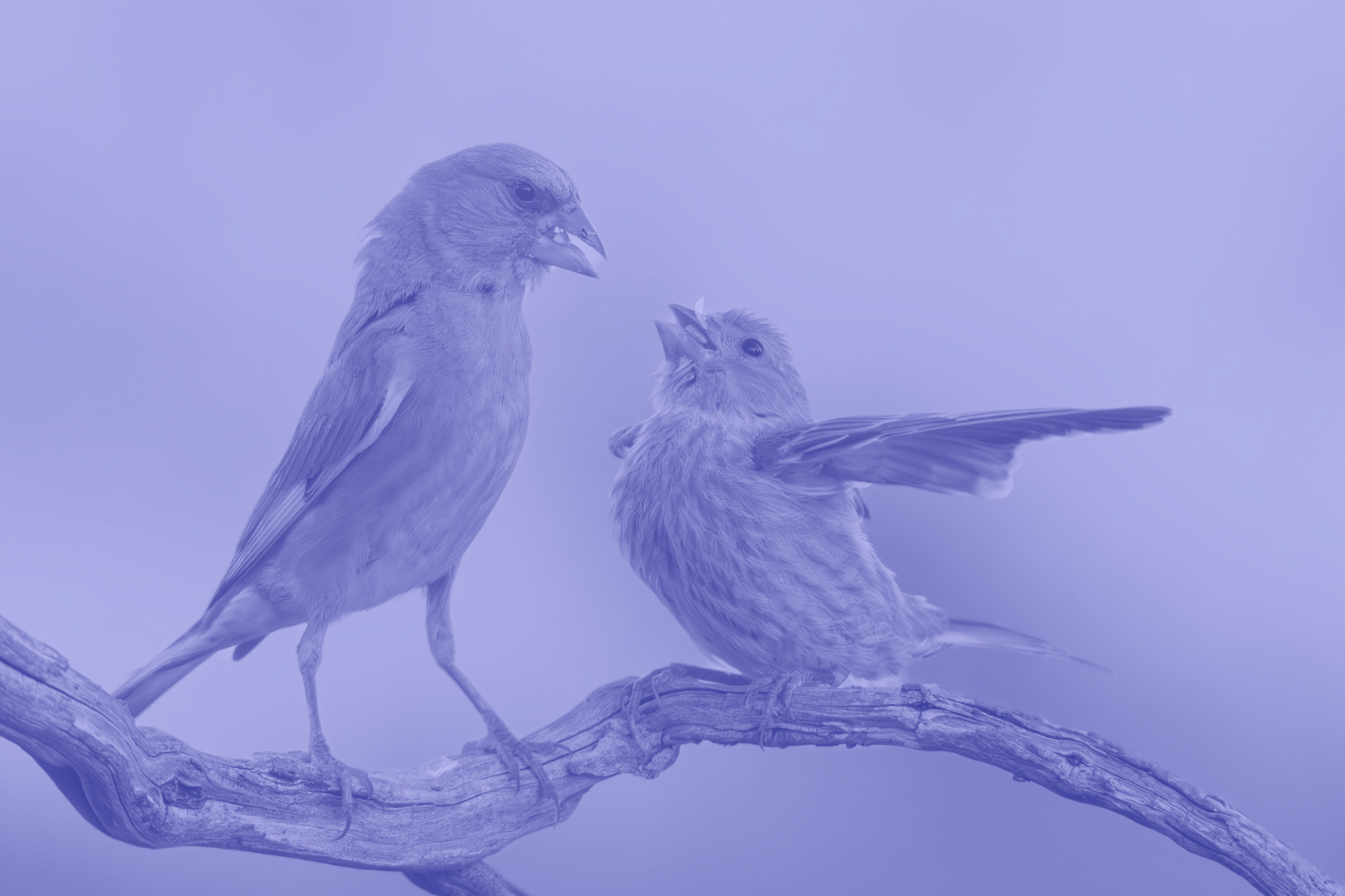 A finch bird feeding a baby finch, with the baby looking upwards towards the parent