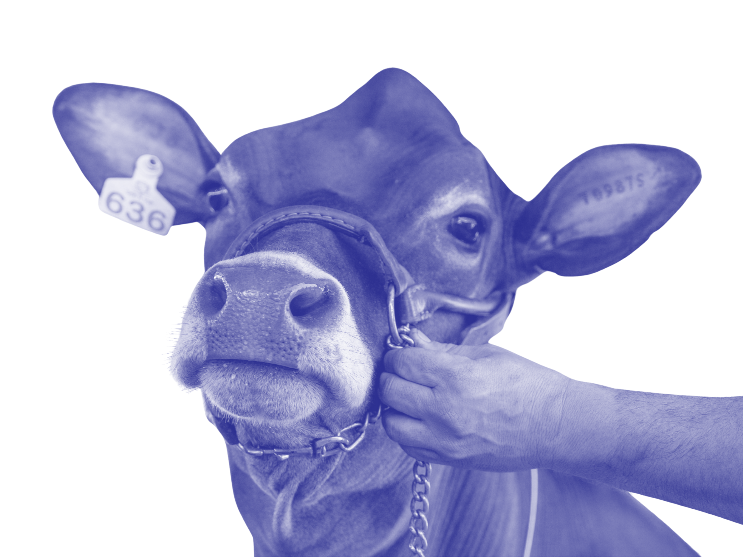 Brown cow with ear tag