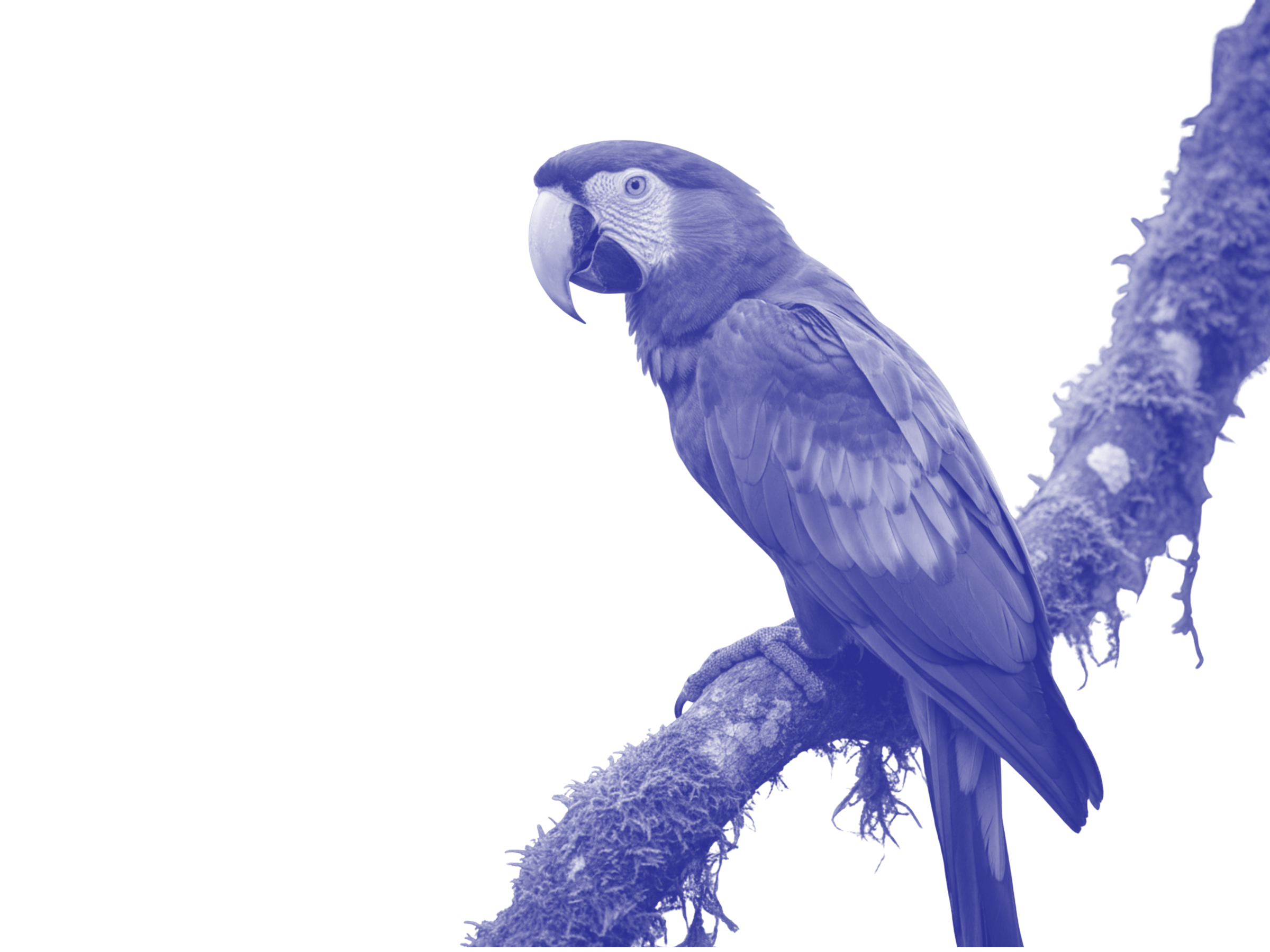 Large parrot sits on a tree branch