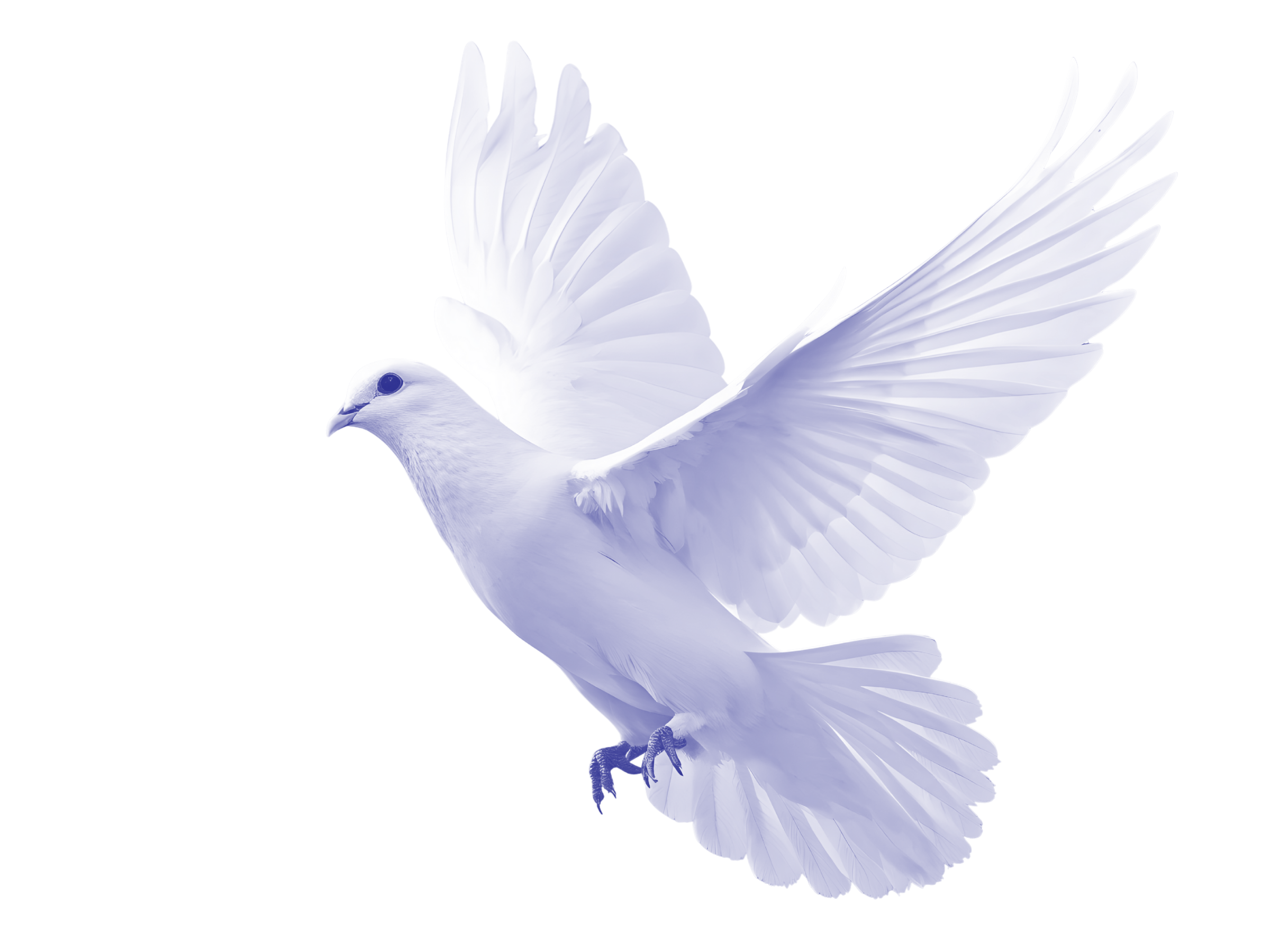 White dove with wings outstretched