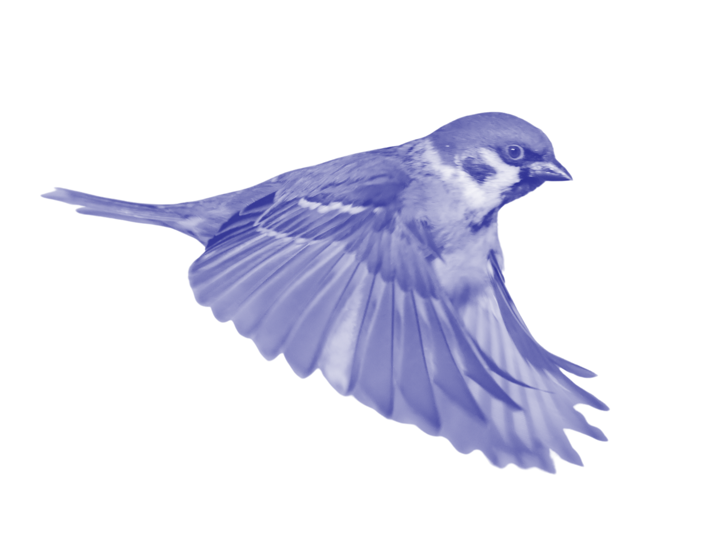 Side profile of a small house sparrow mid-flight