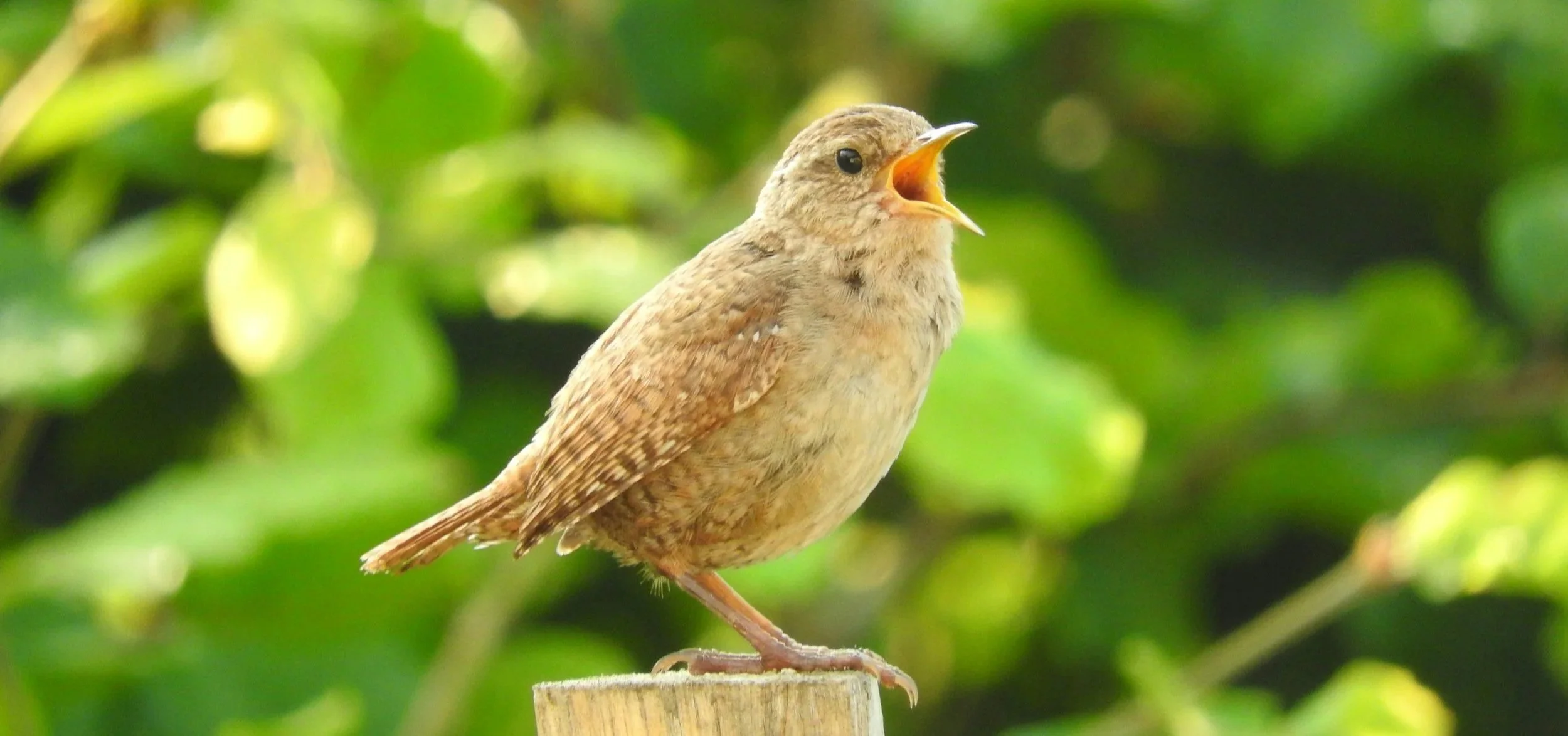 Wren singing