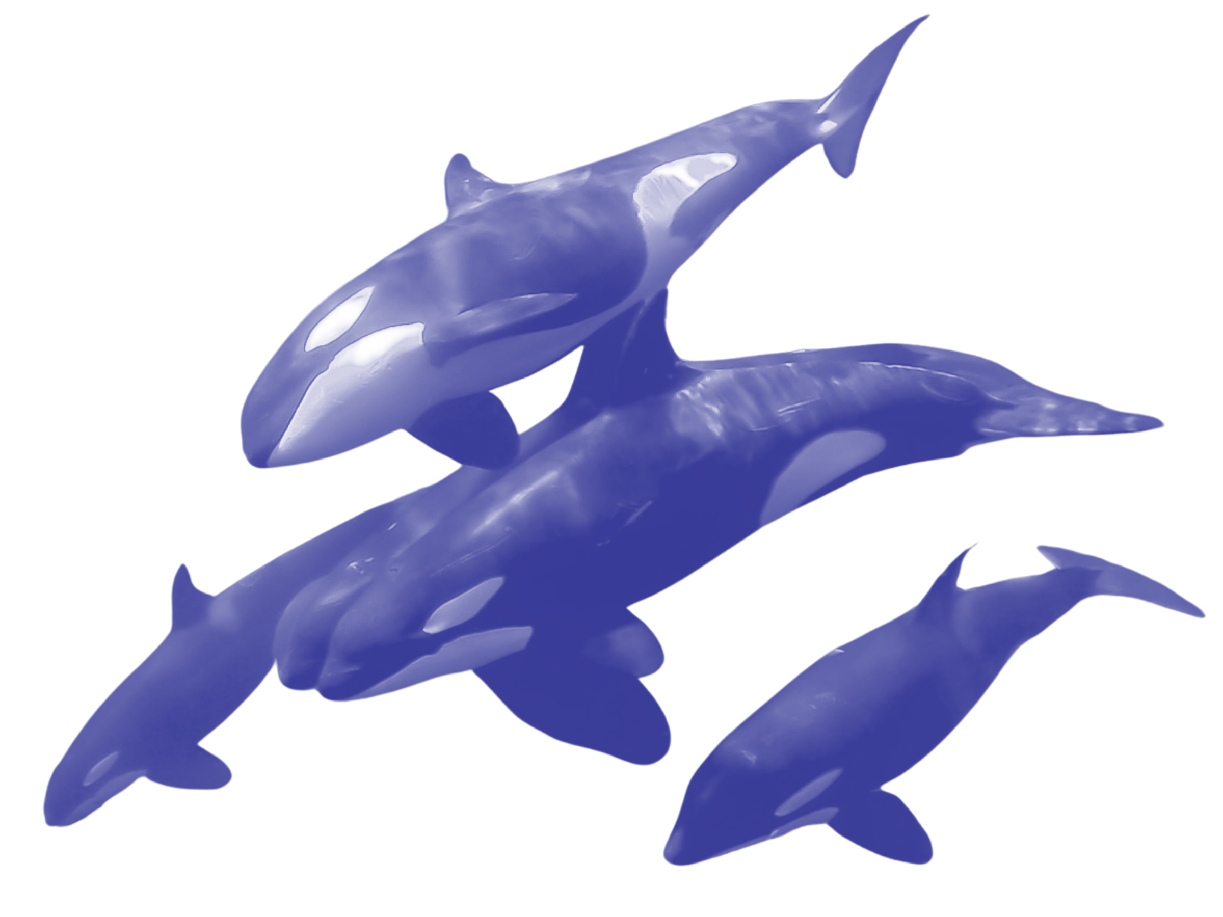 5 killer whales swim in the ocean together