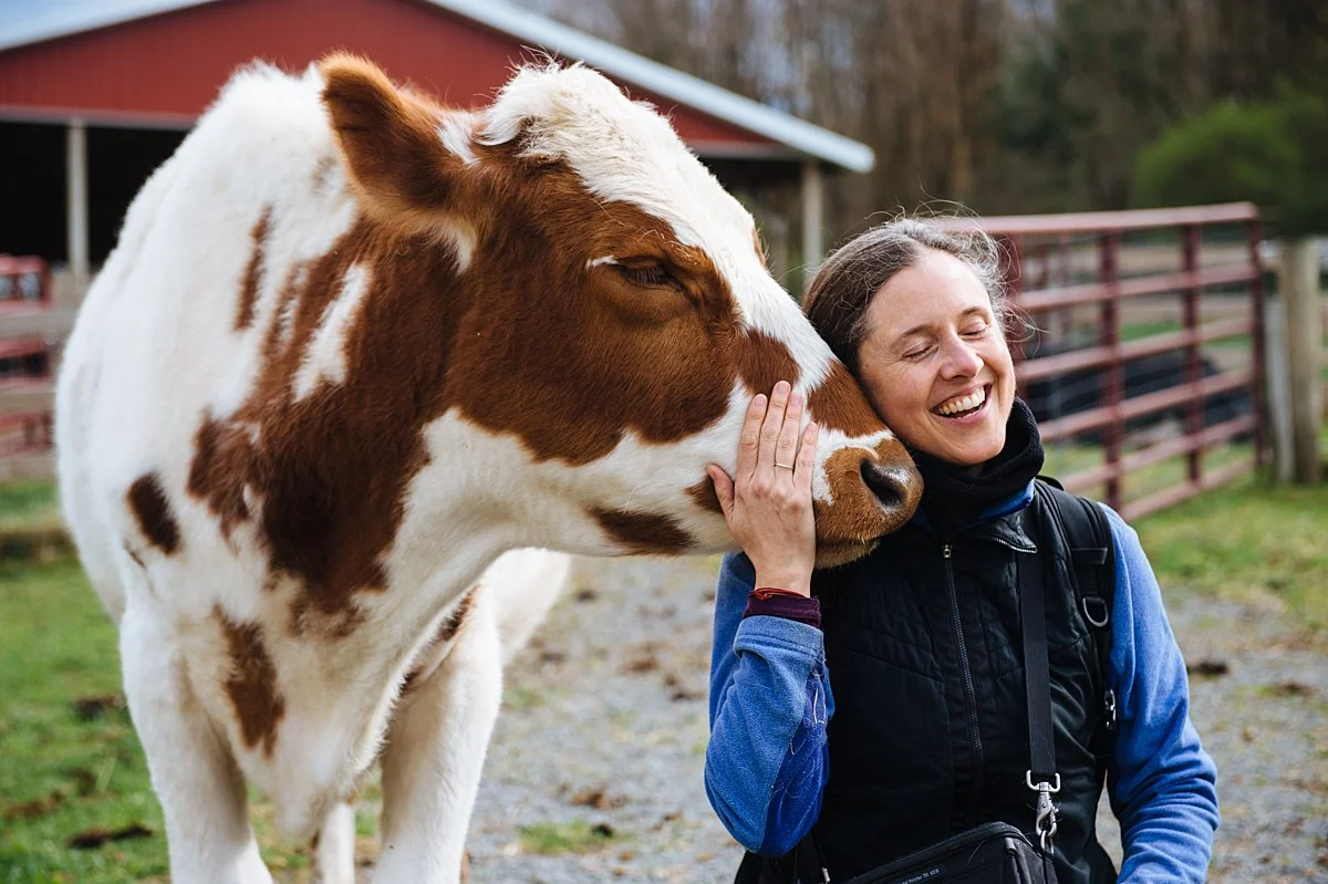 Rescued cow embracing woman at farm sanctuary