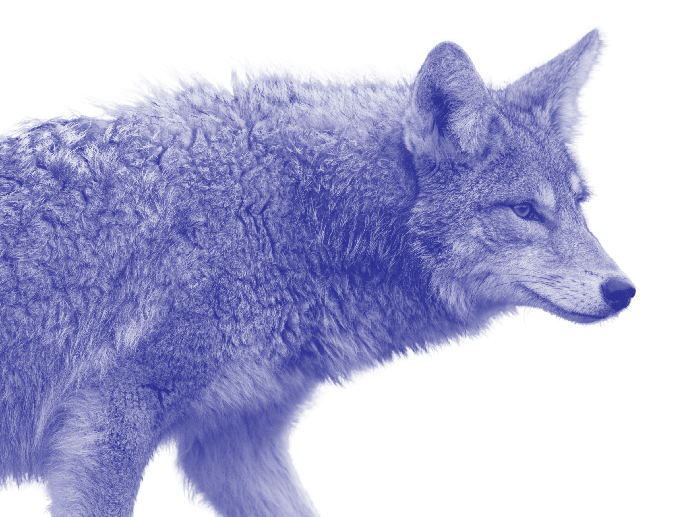 A wolf looks intrigued and leans forward