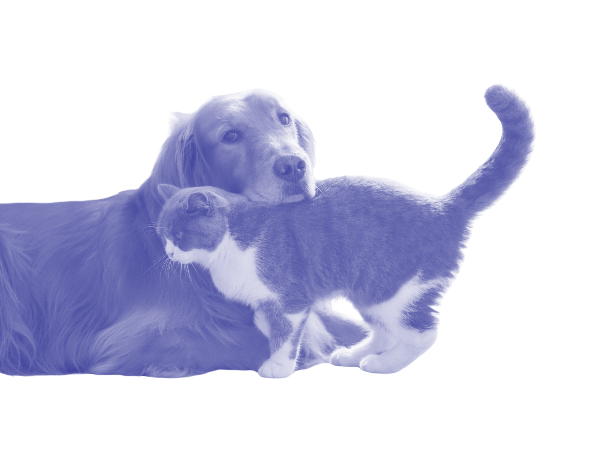 A dog and a cat cuddling.