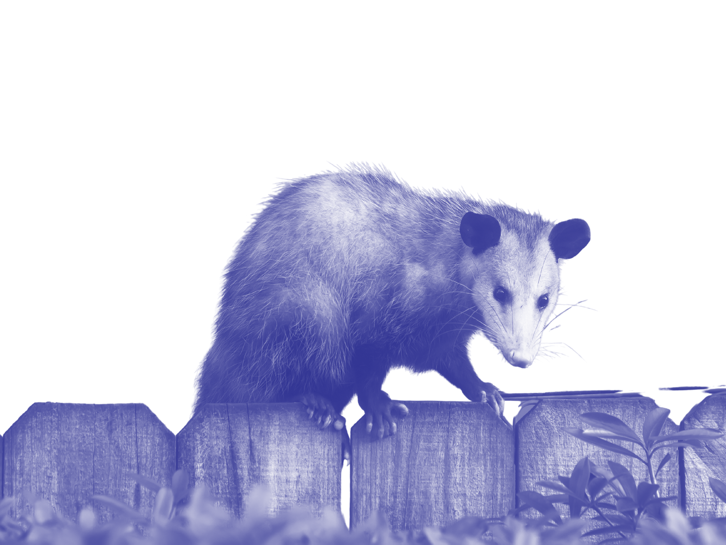 An opossum crawls along the top of a wooden fence