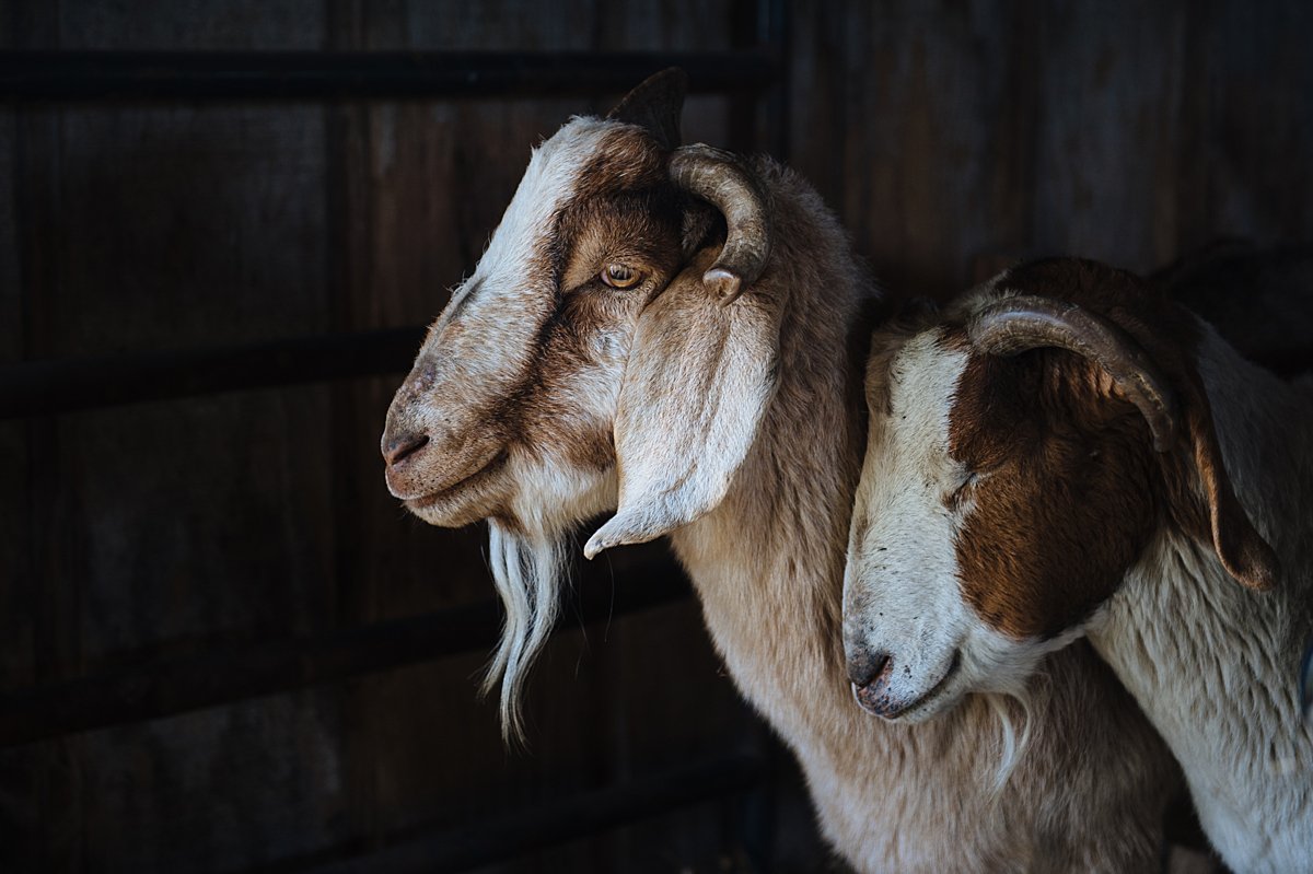 Two Goats Stand Side-by-Side