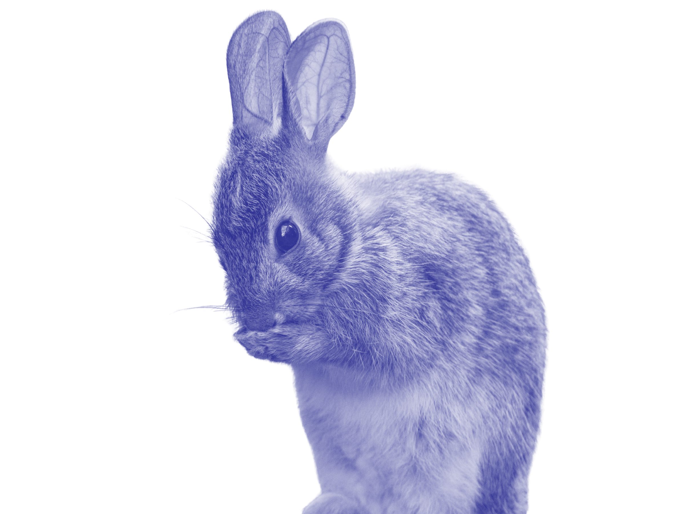 A photo of a rabbit holding his paws to his face