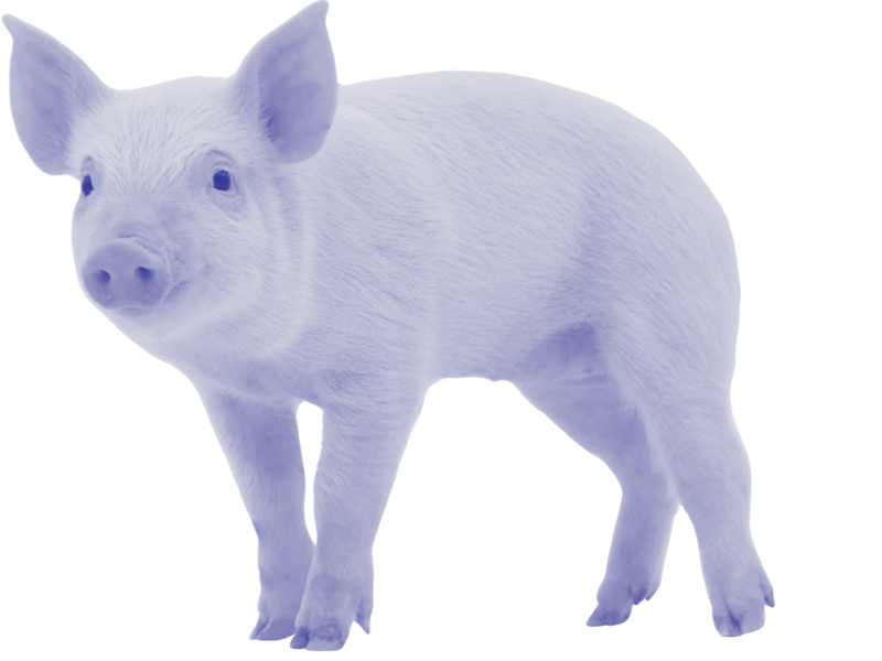 A tiny piglet faces the camera