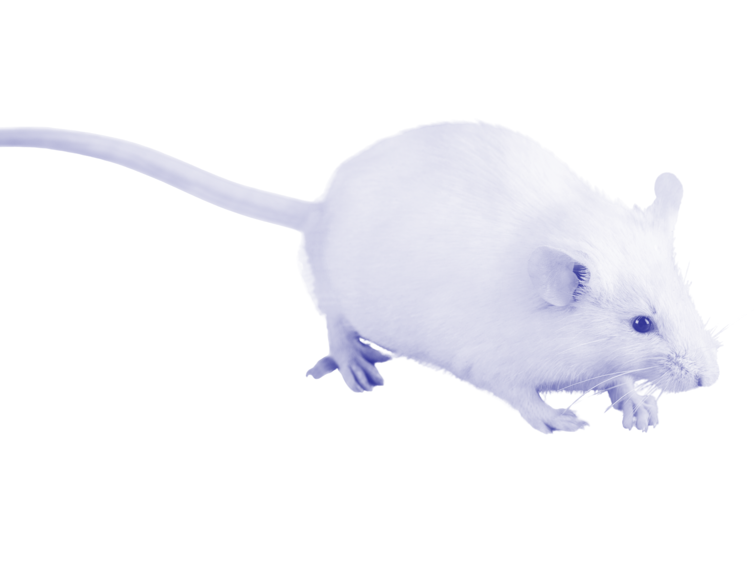 A small white mouse stepping forward