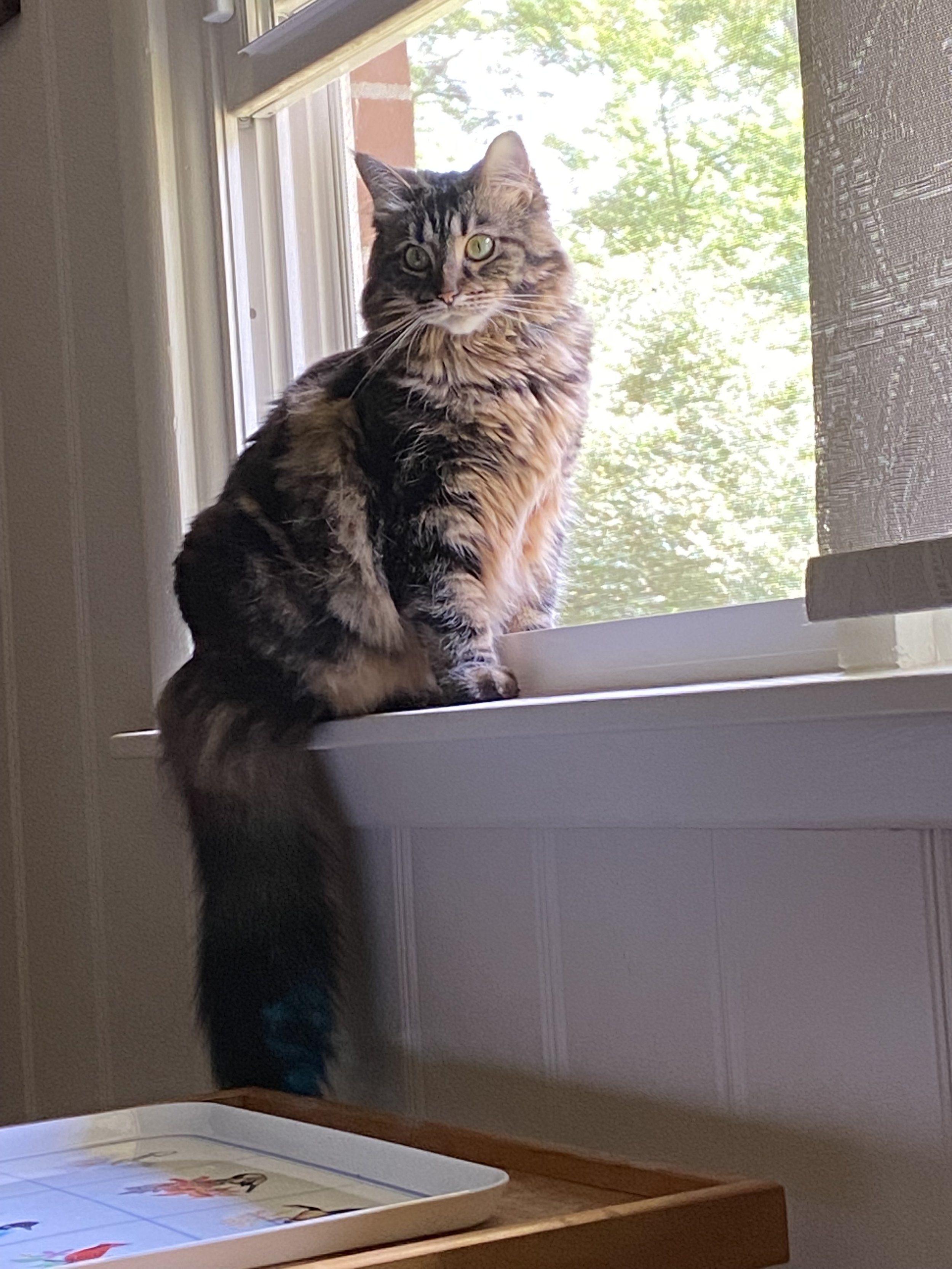 A cat sits in a window sill