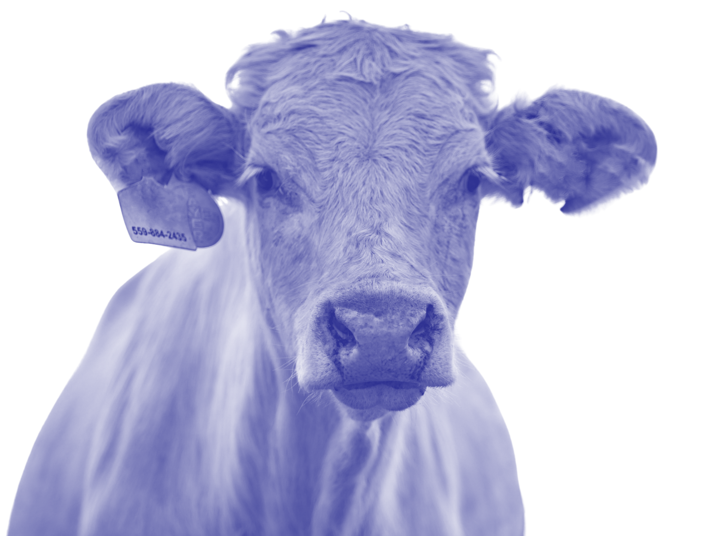 A white cow with an ear tag