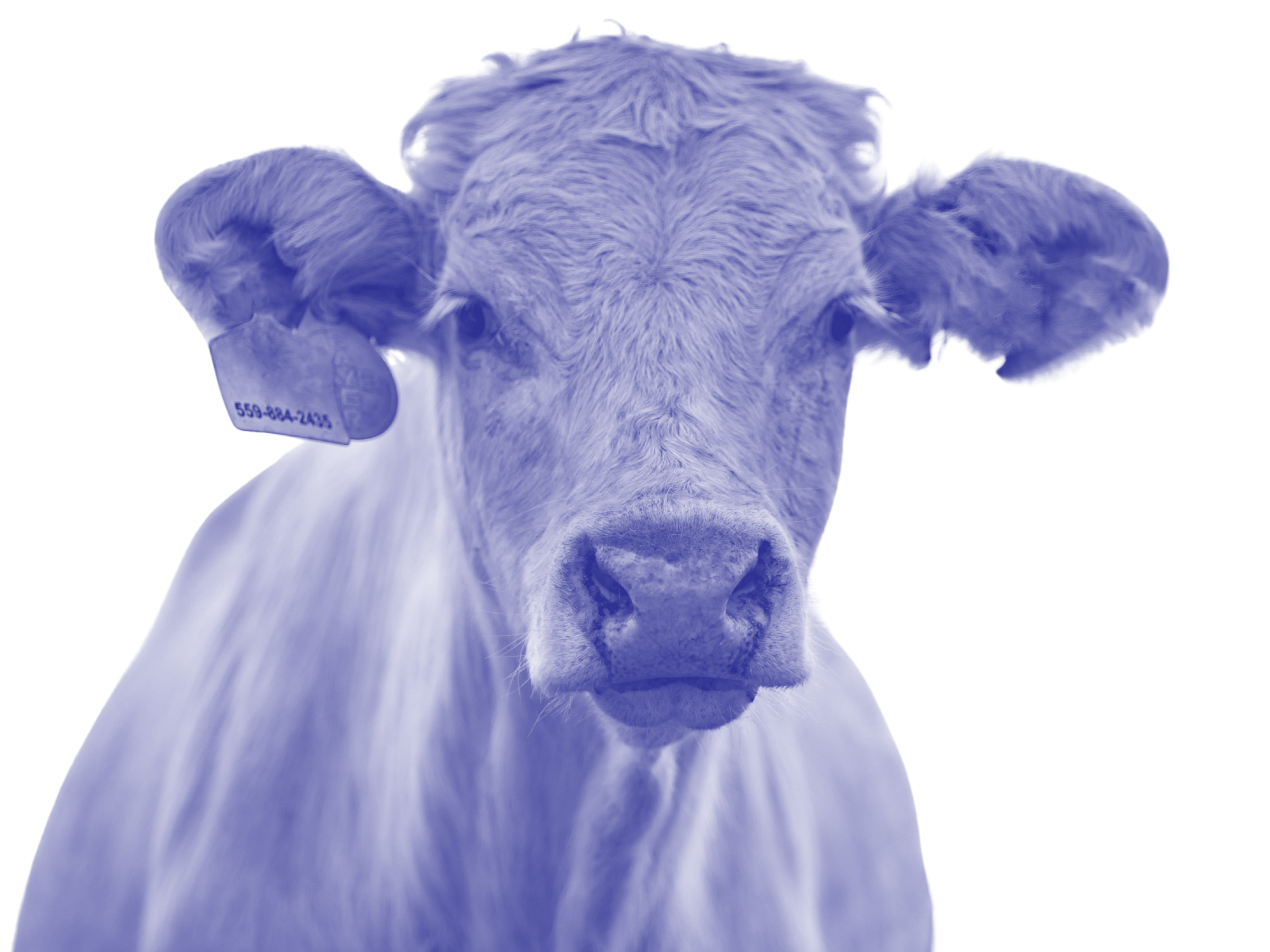 Large white cow with ear tag in right ear