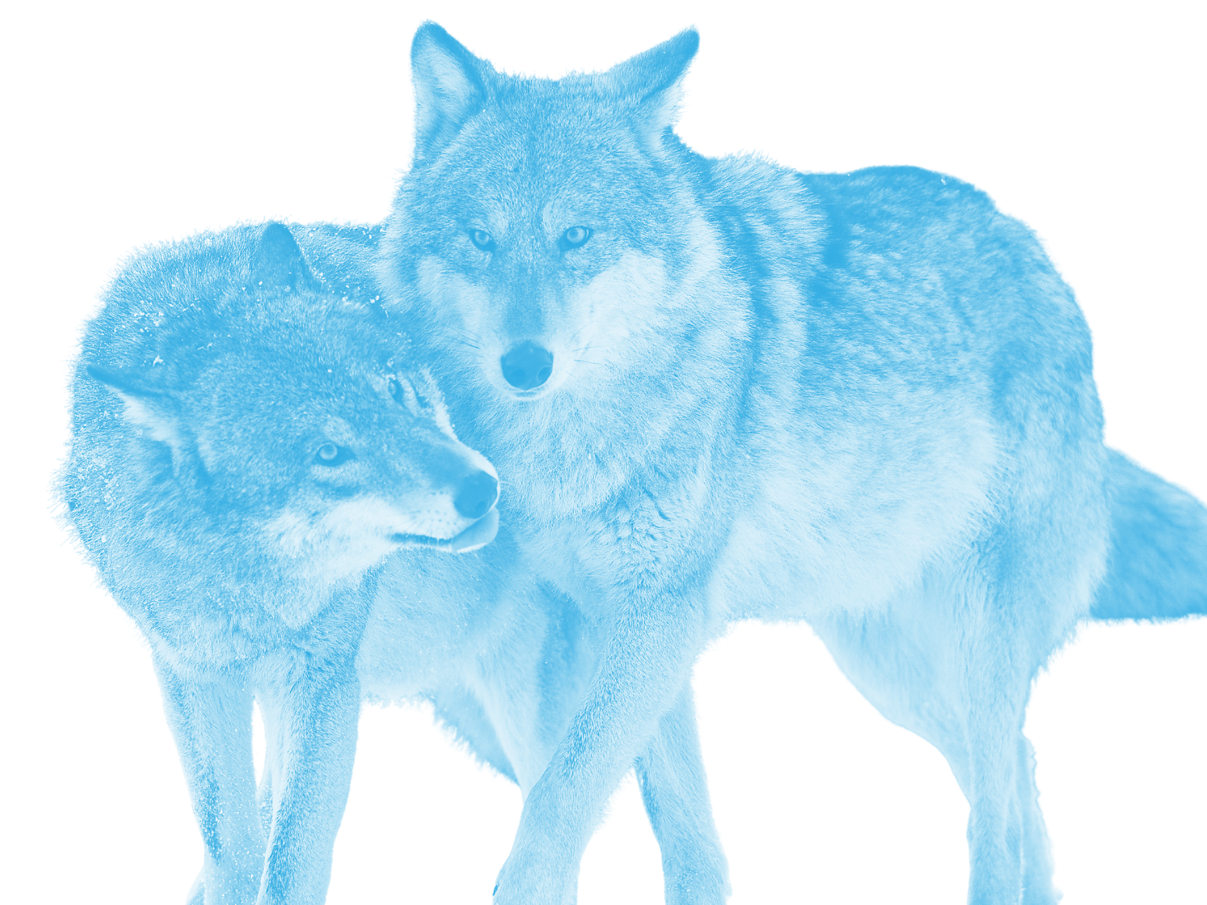 photograph of two wolves in a winter landscape