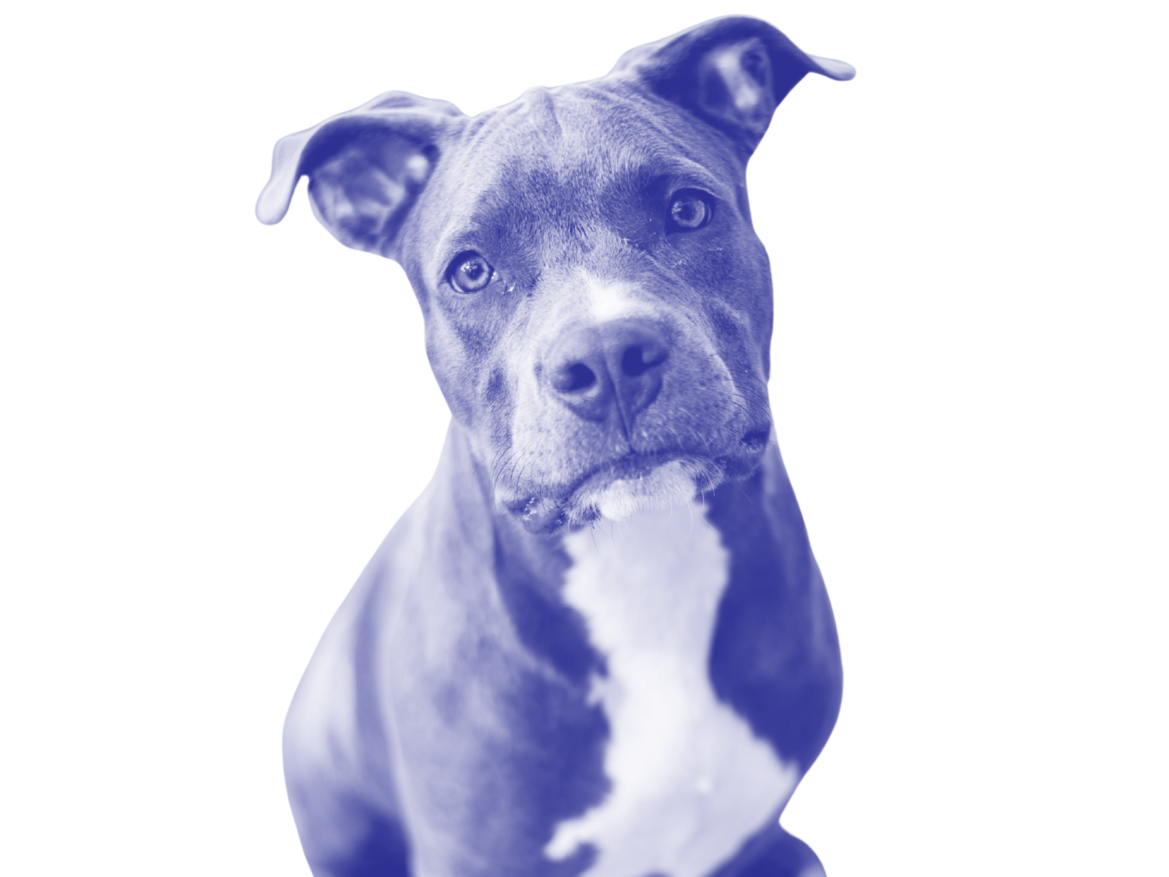 A large black dog with a white stripe down her belly looks intently into the camera
