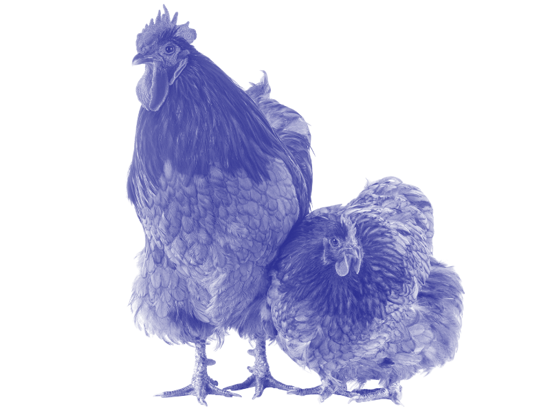 Two Chickens Together