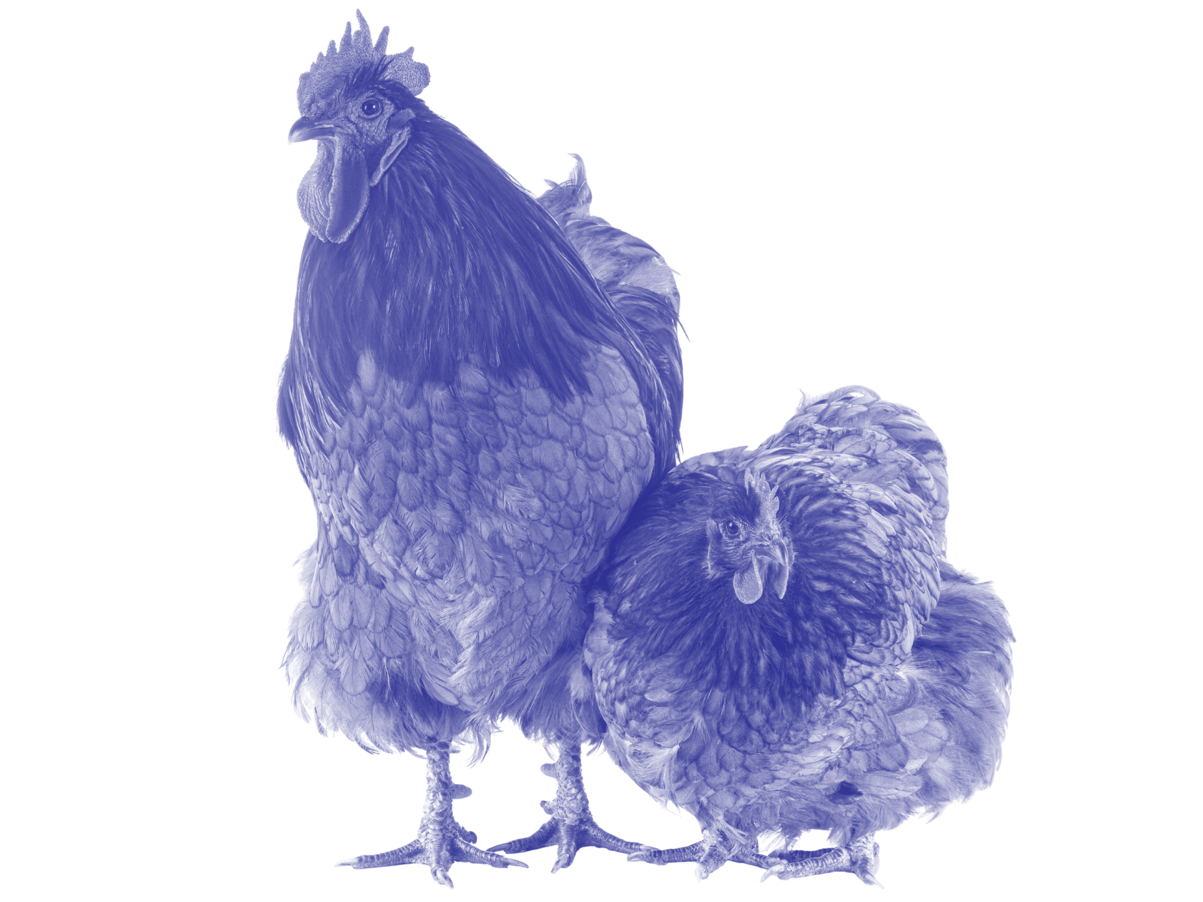 Two chickens, one standing and one sitting, pressed against each other