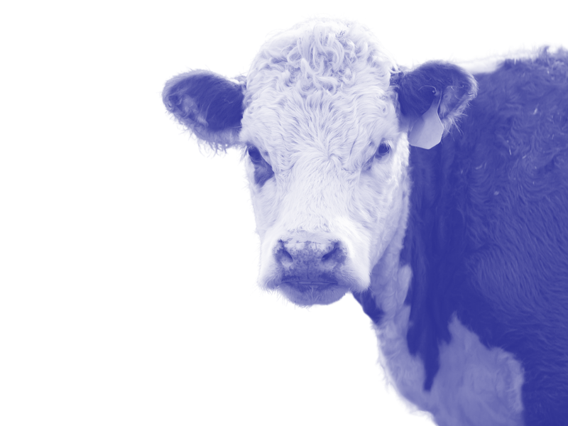 Close-up of a young black and white calf with a curious expression.