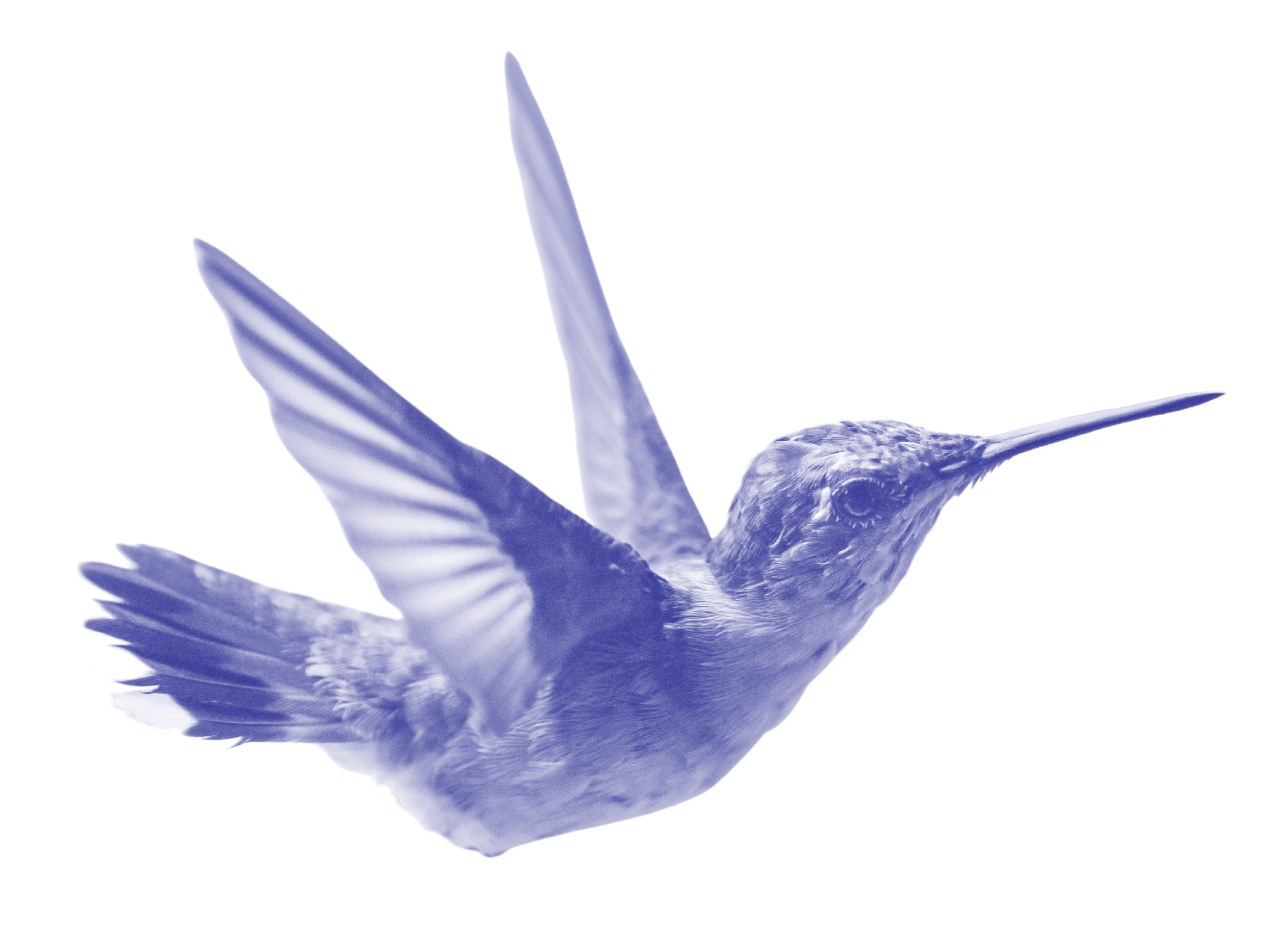 A hummingbird flies with wings outstretched