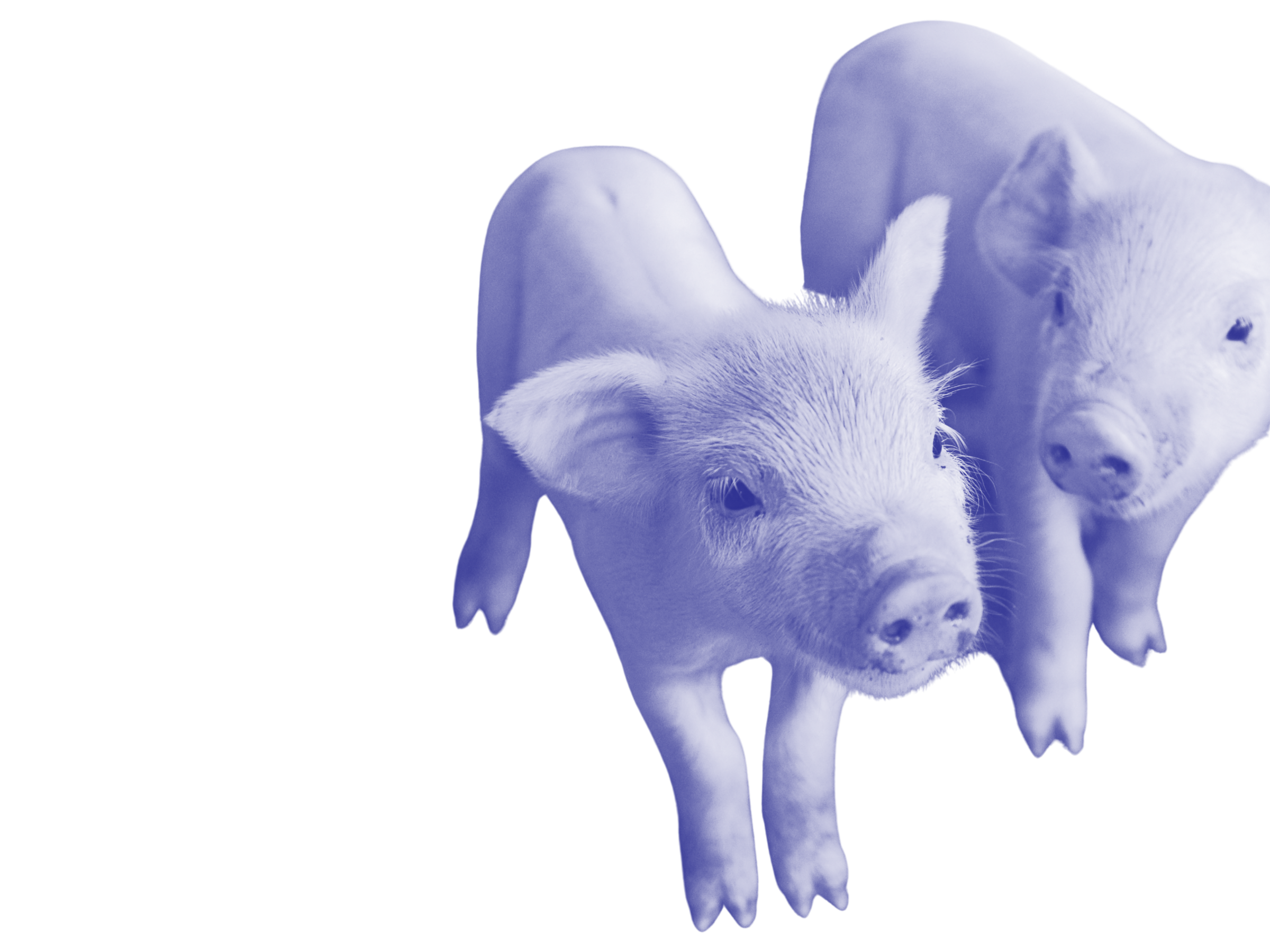 Two small piglets look up at the camera