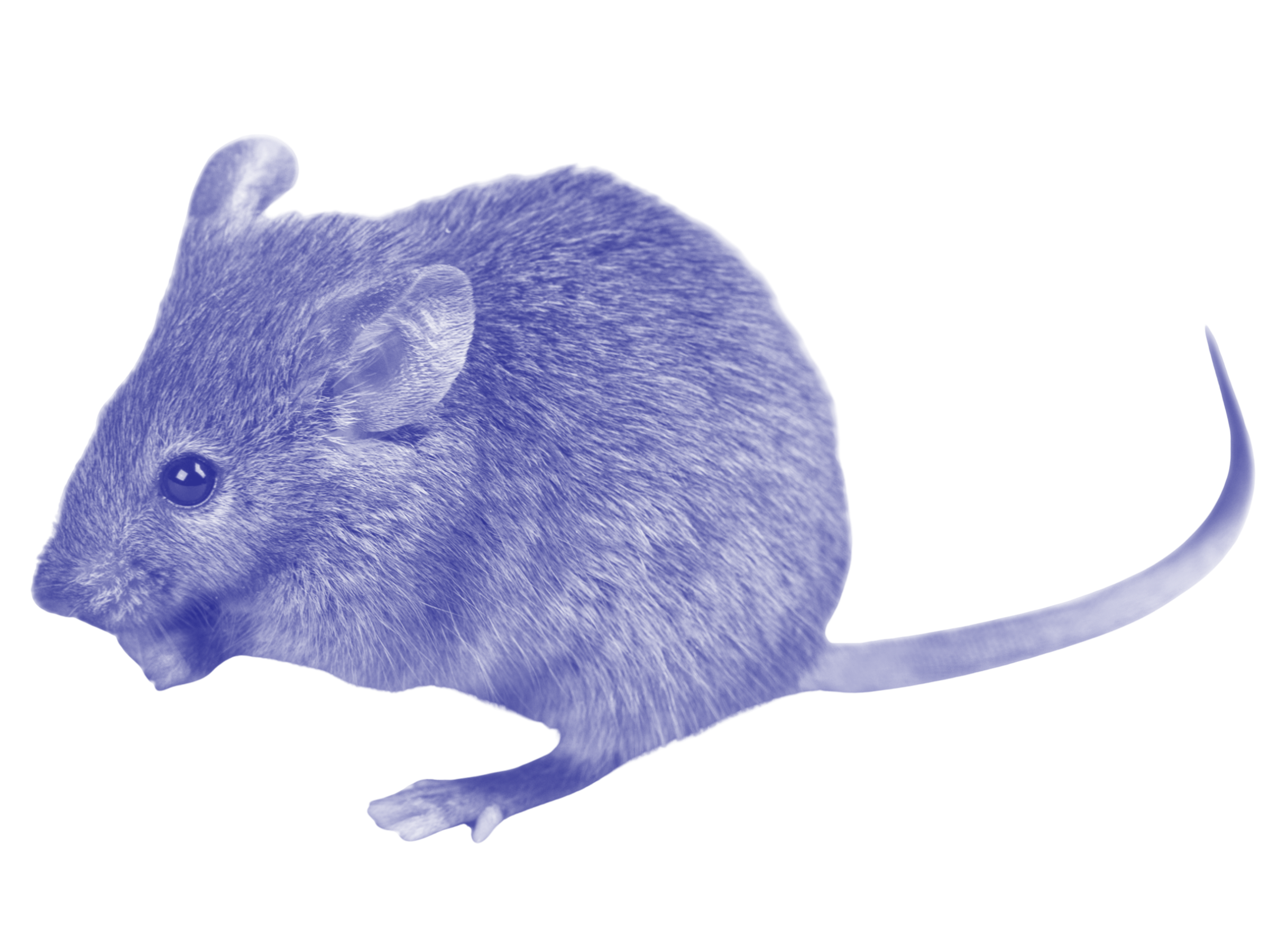 A tiny mouse nibbles away on an unidentified piece of food in his hands