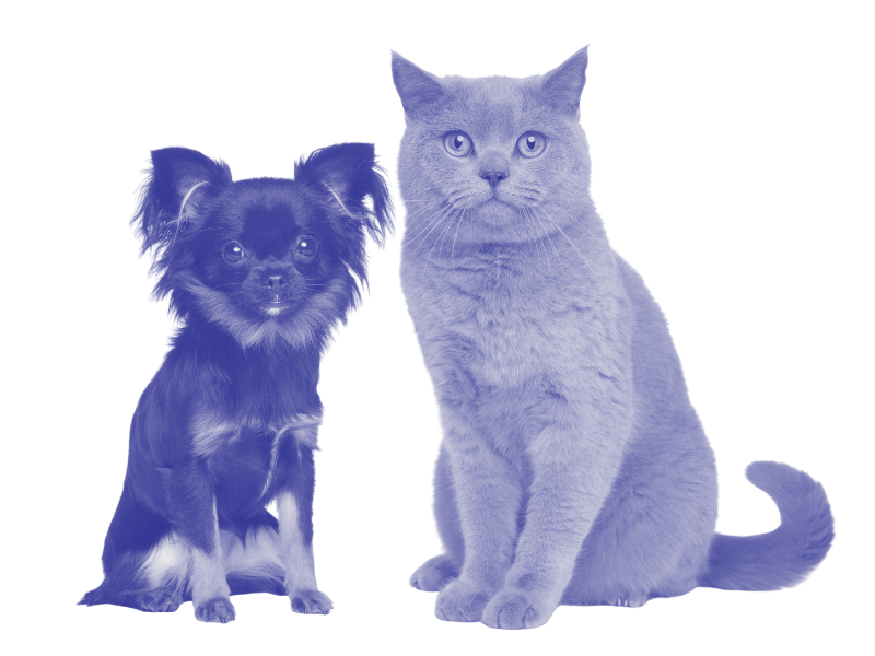 Photo of a small dog and a cat sitting side by side, both facing forward.