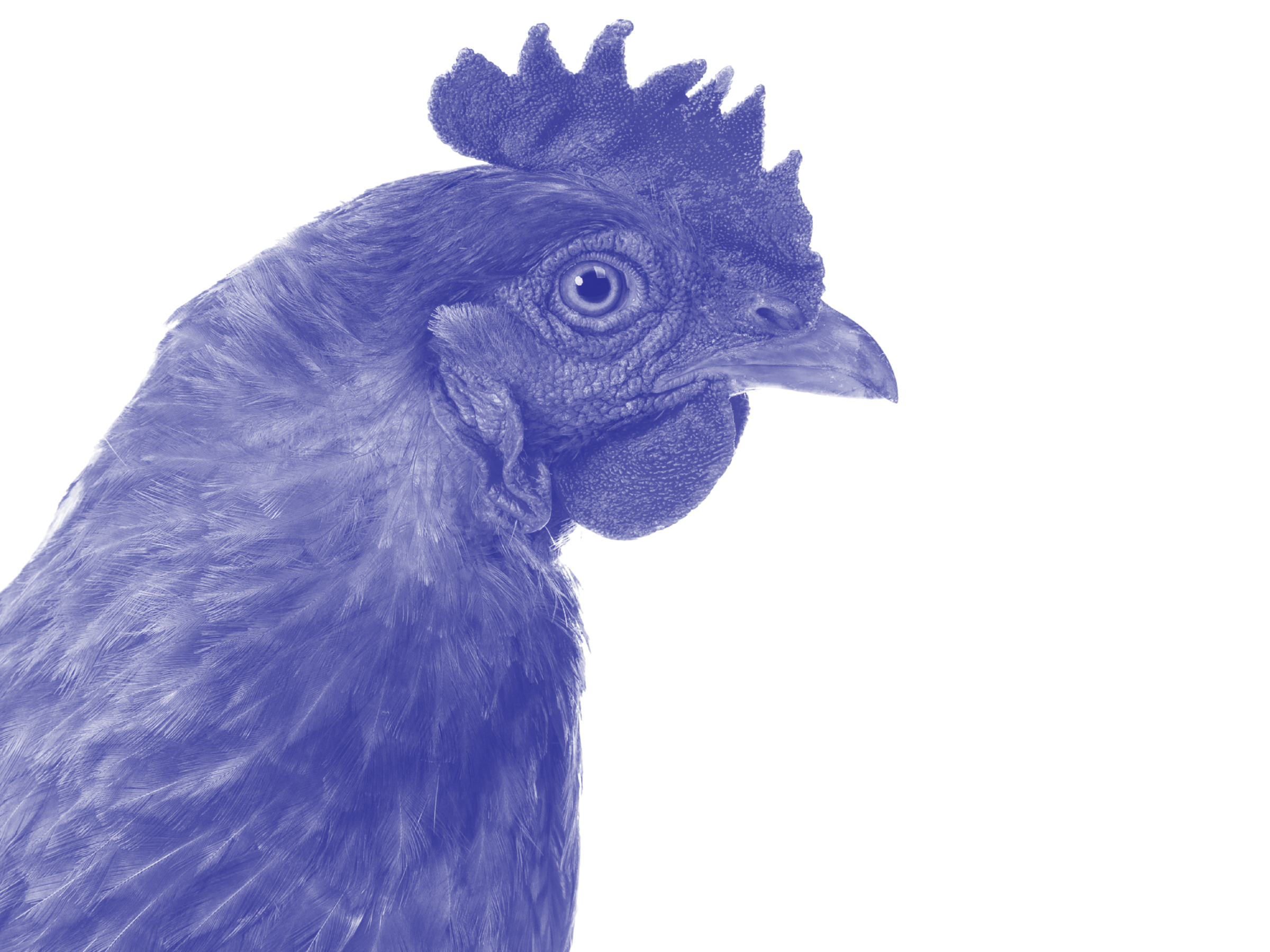 Side profile of a chicken