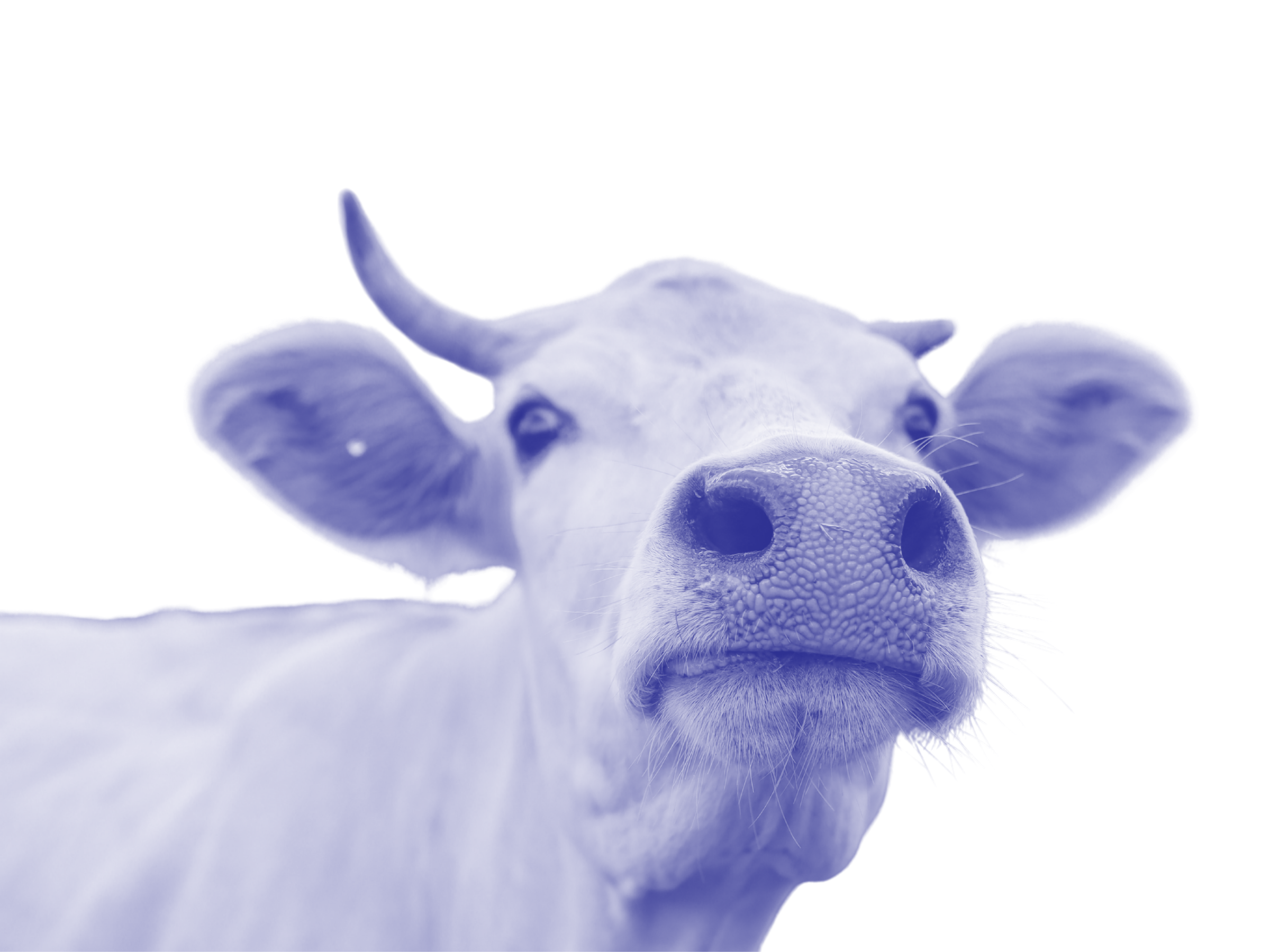 White cow with horns facing camera