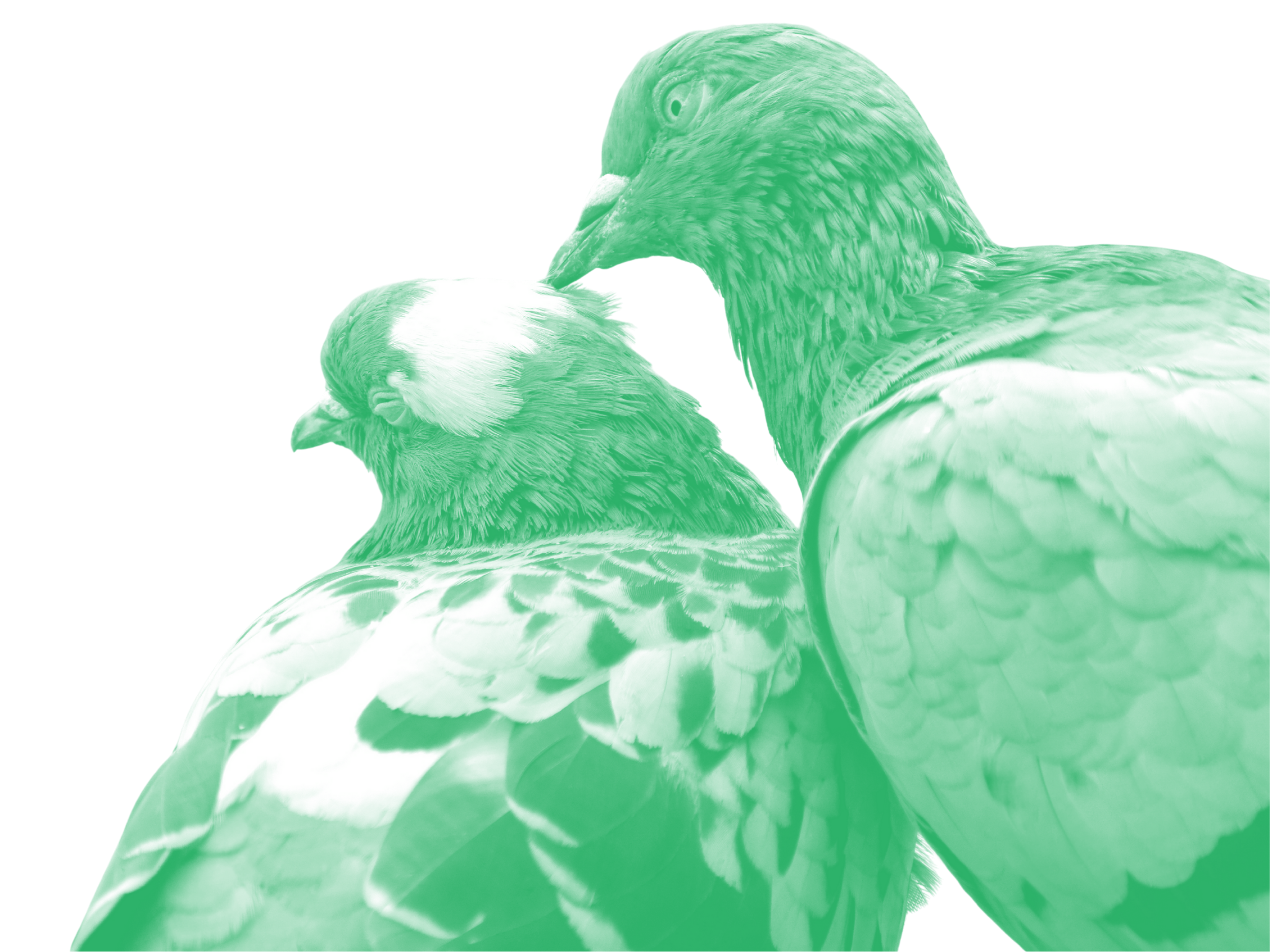 Two pigeons