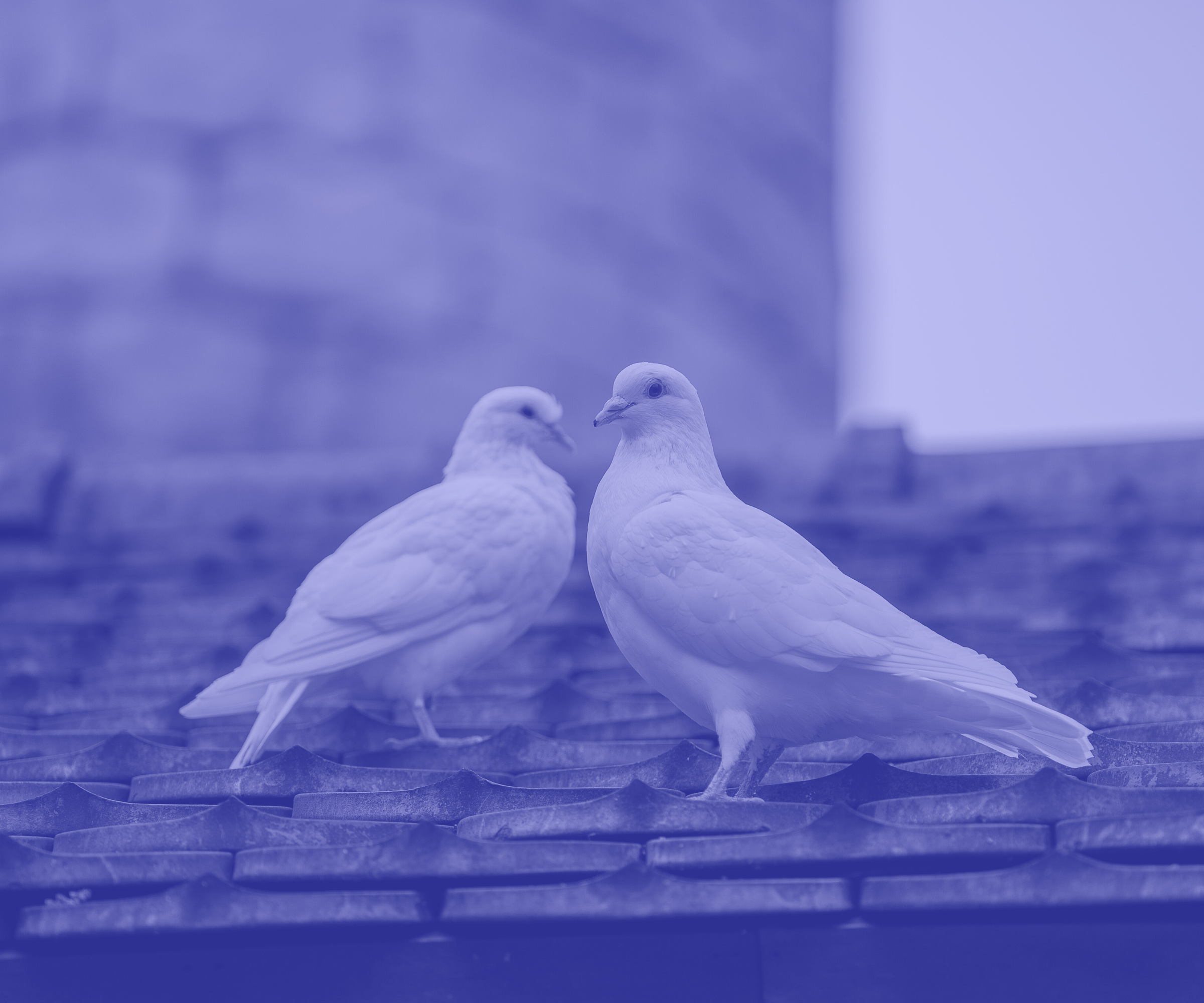 Two white pigeons standing on a tiled rooftop