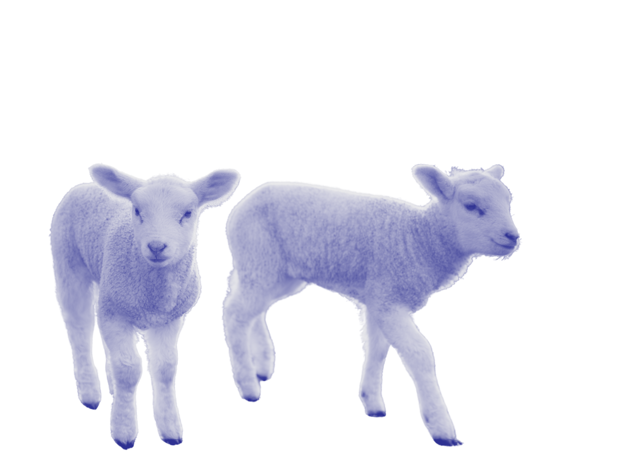 Two lambs, one stepping forward