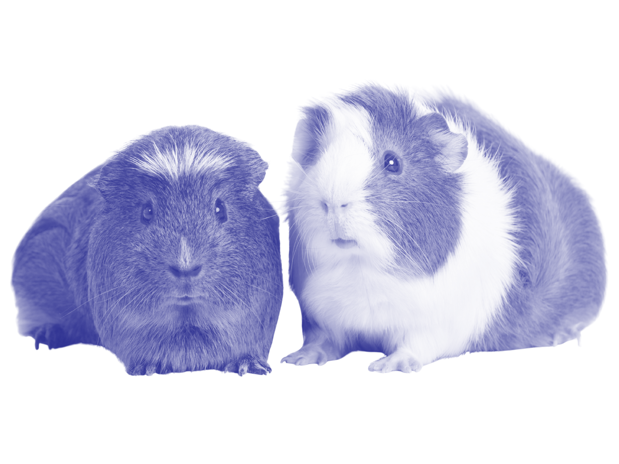 A black guinea pig sits next to a gray and white guinea pig