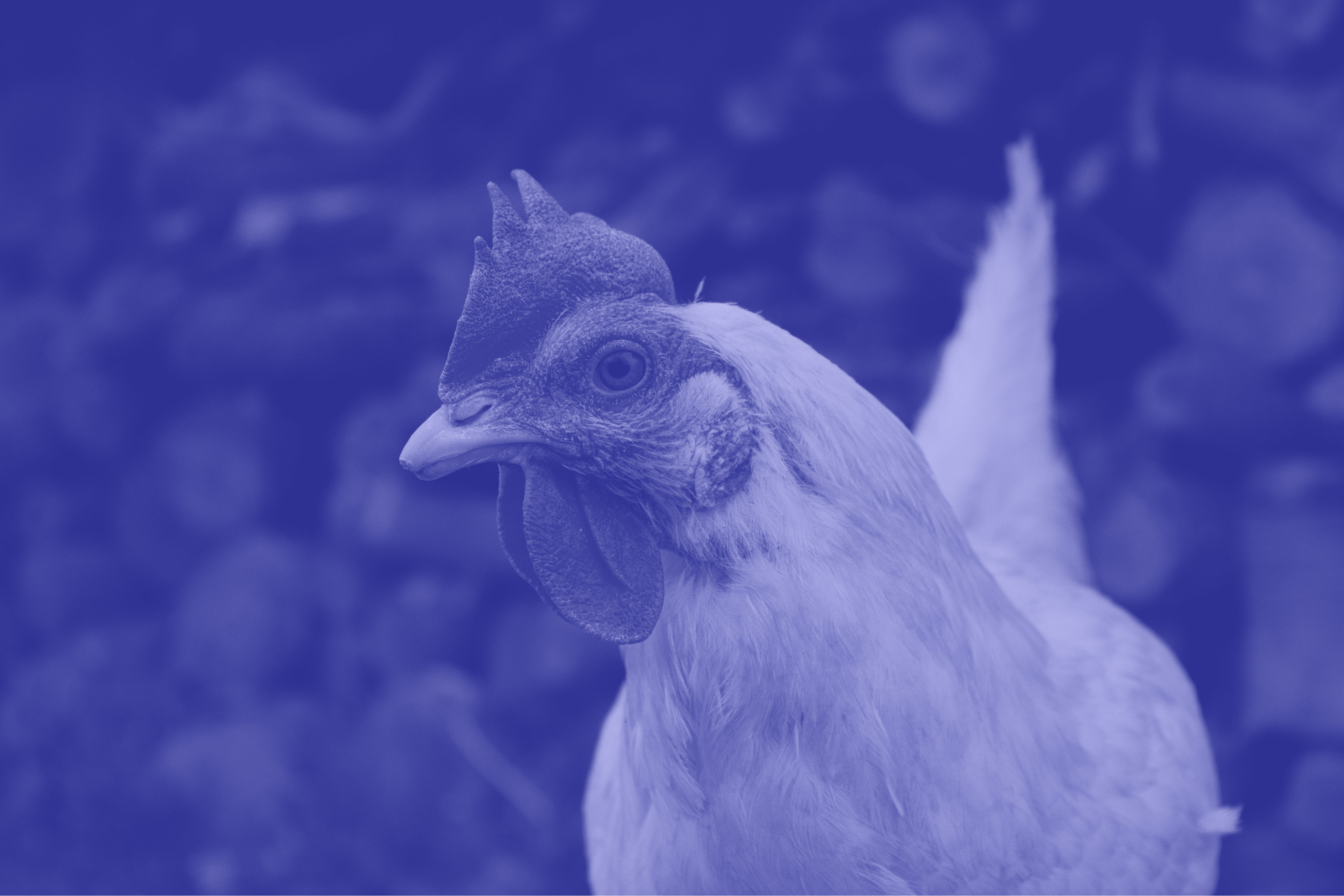 Chicken Looking to the Left