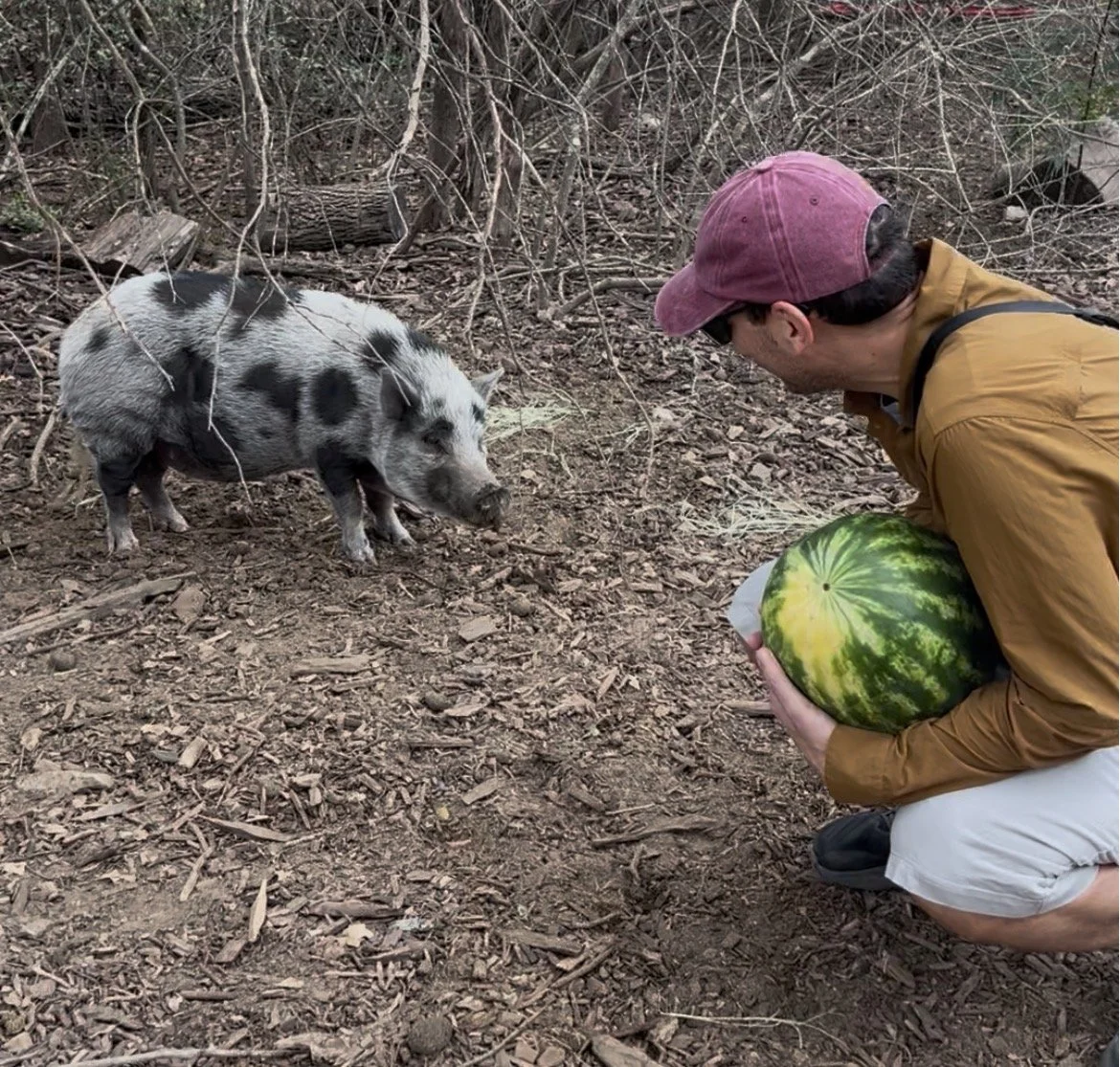 Joanie the pig and a man holding watermelon