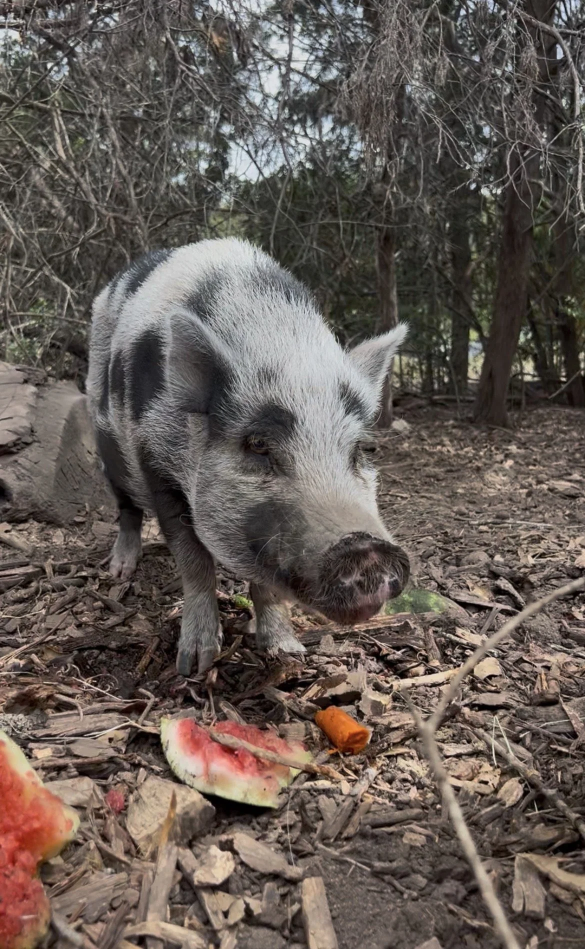 Black and white pig Joanie enjoys watermelon and a carrot