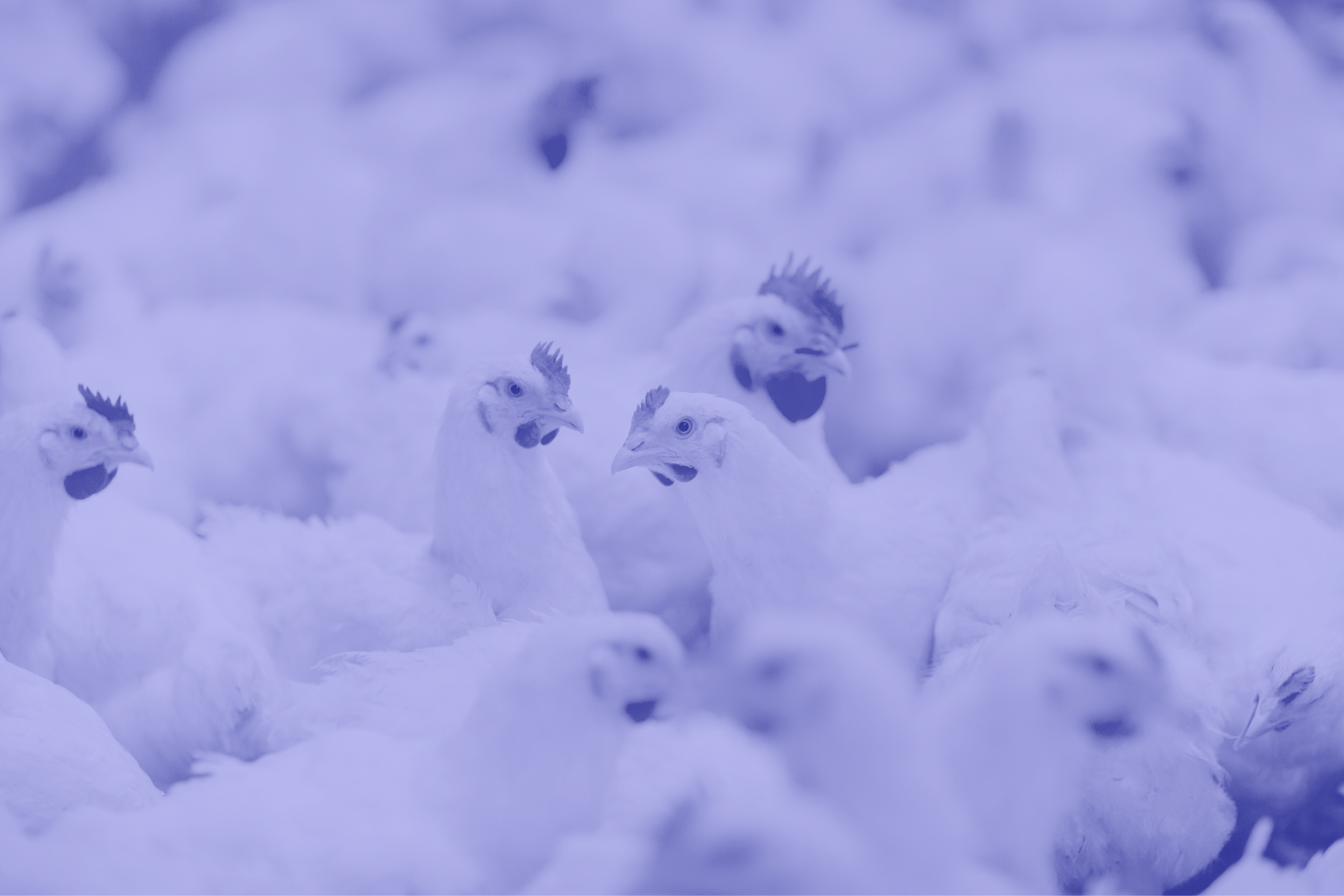 White chickens huddled together in a tight space