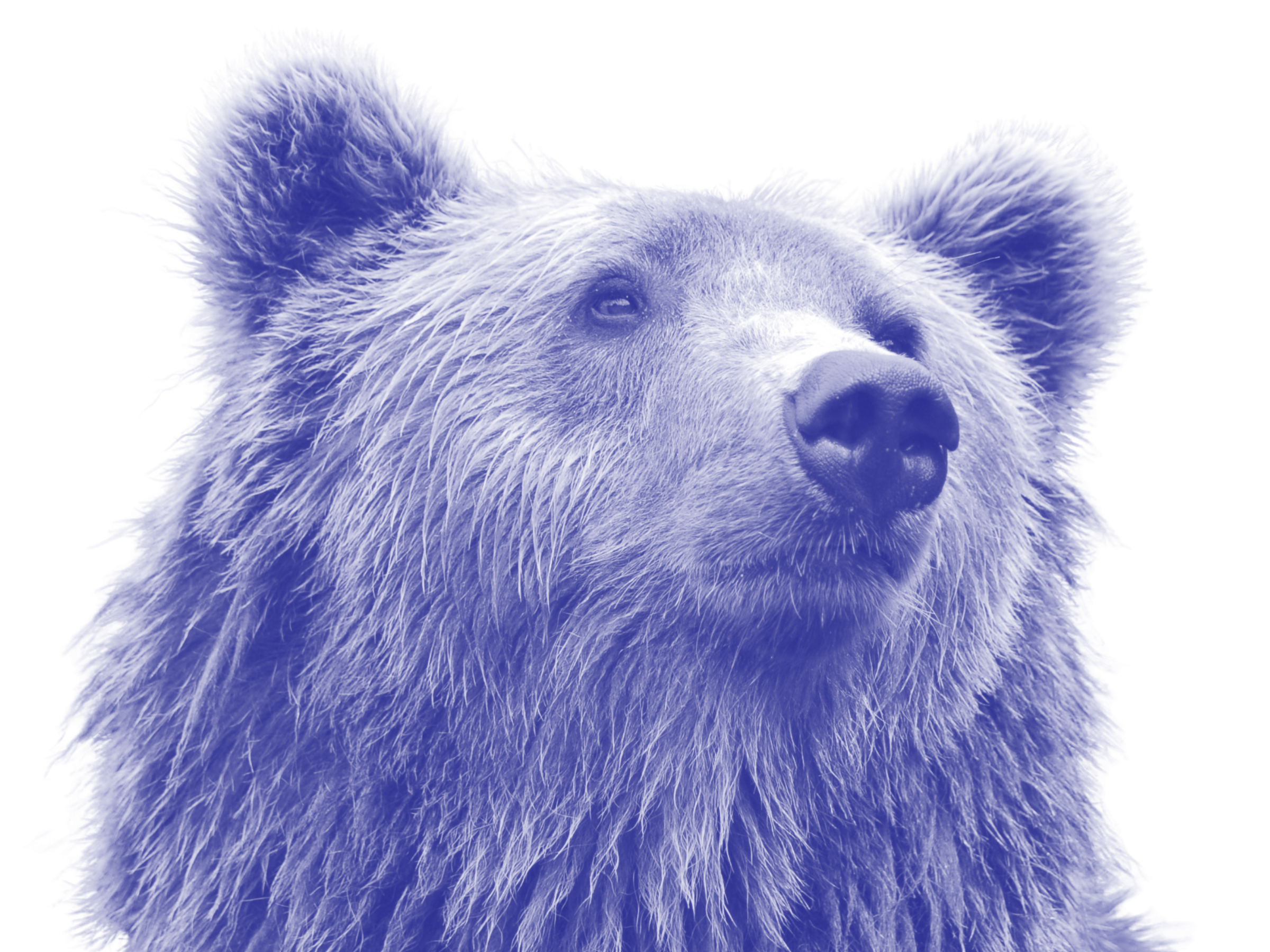 Large grizzly bear with head looking upward