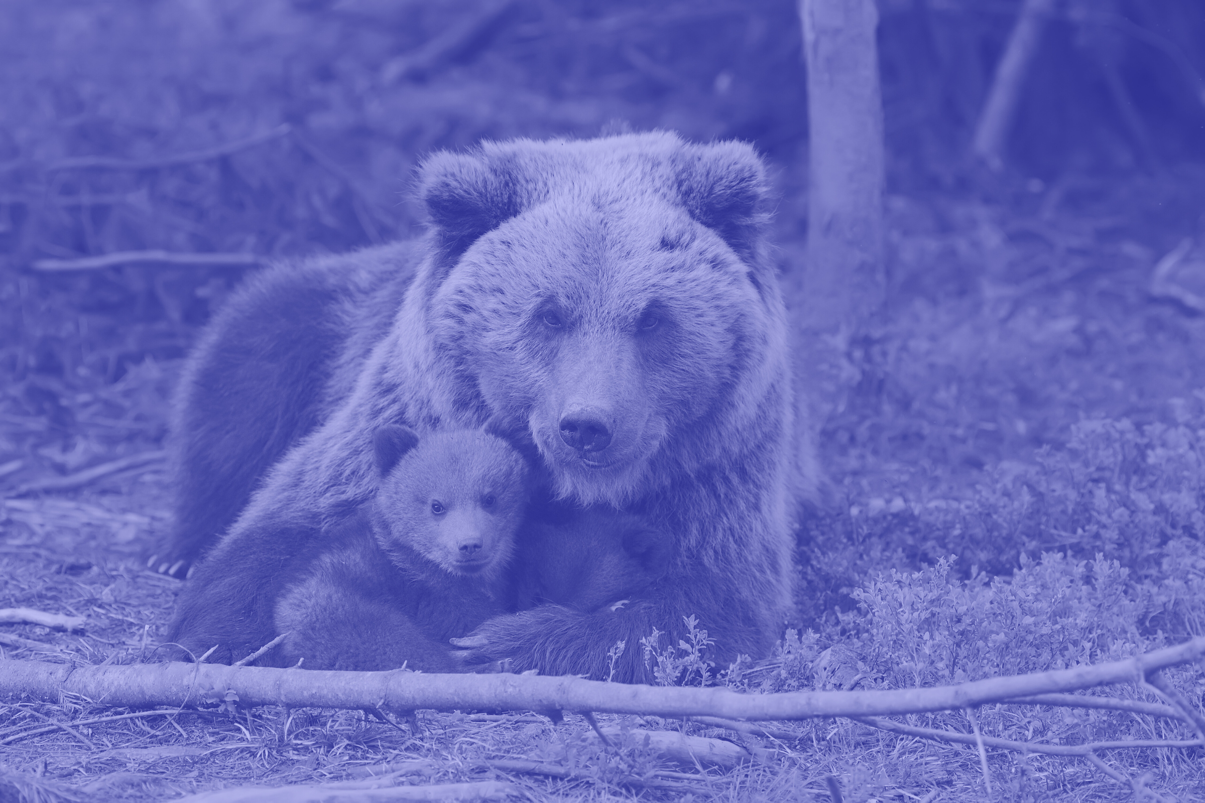 A bear hugging a cub in a forest.