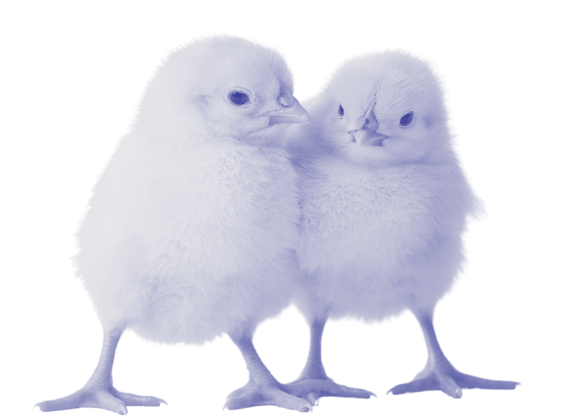 Two fluffy white baby chicks standing close together.