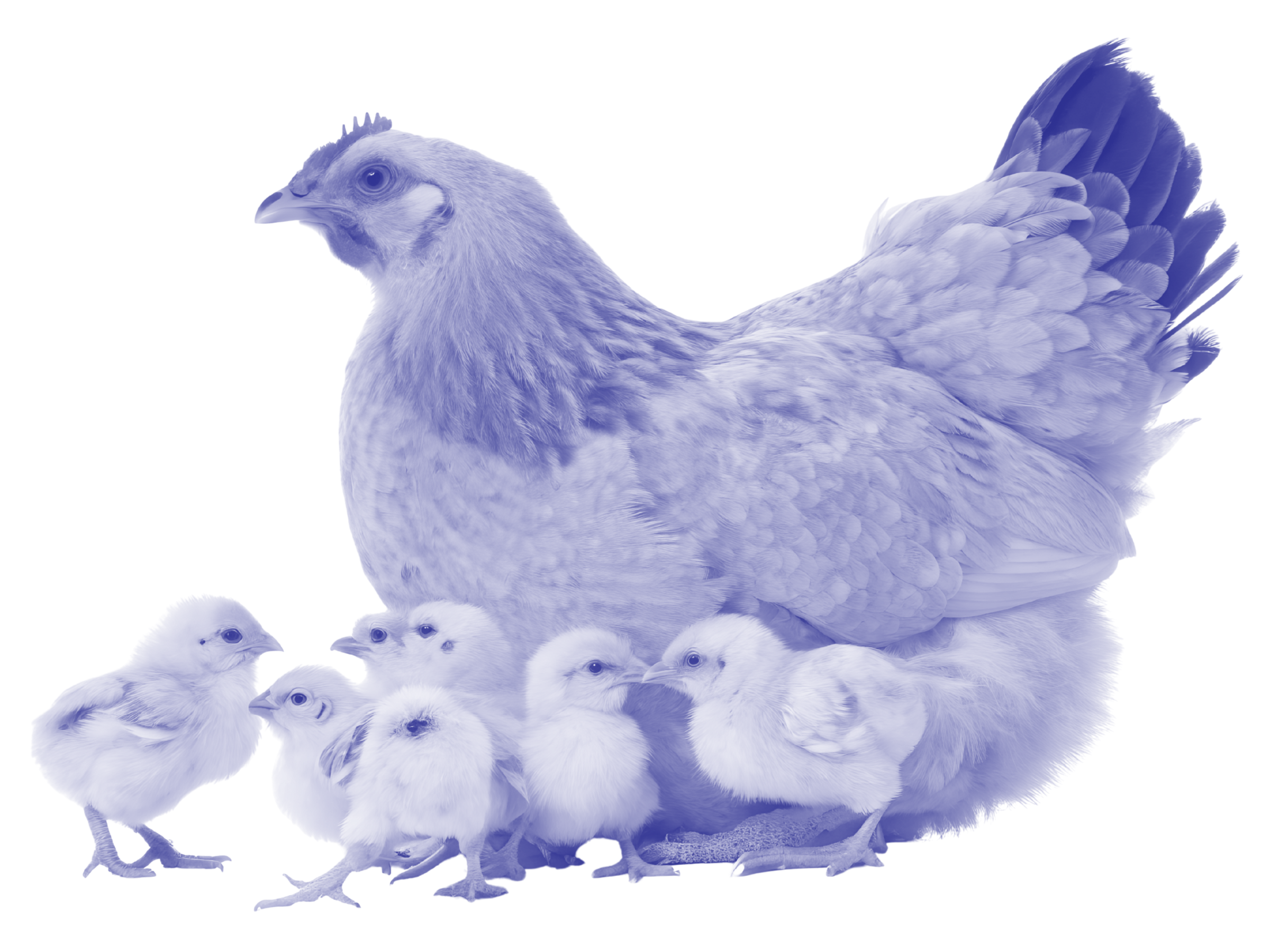 Hens with 7 chicks huddled underneath her