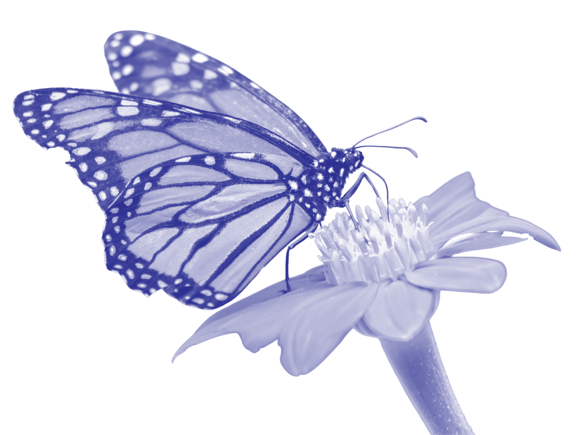 Duotone image of a monarch butterfly gathering nectar from a light-colored flower