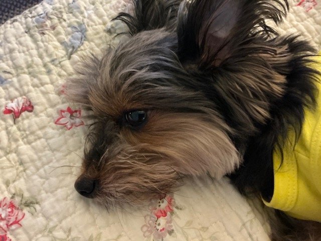 Yorkie resting on a bed