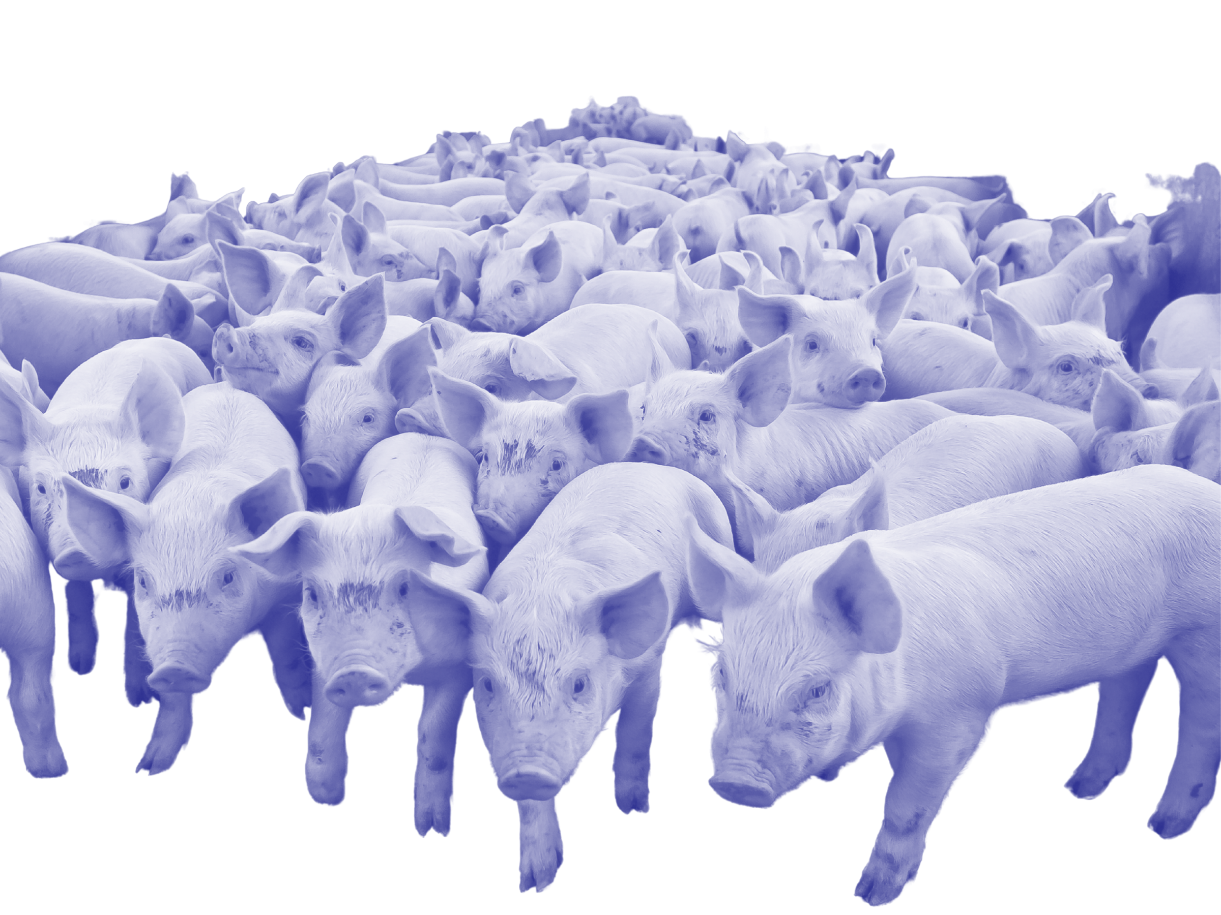 A large group of piglets standing closely together
