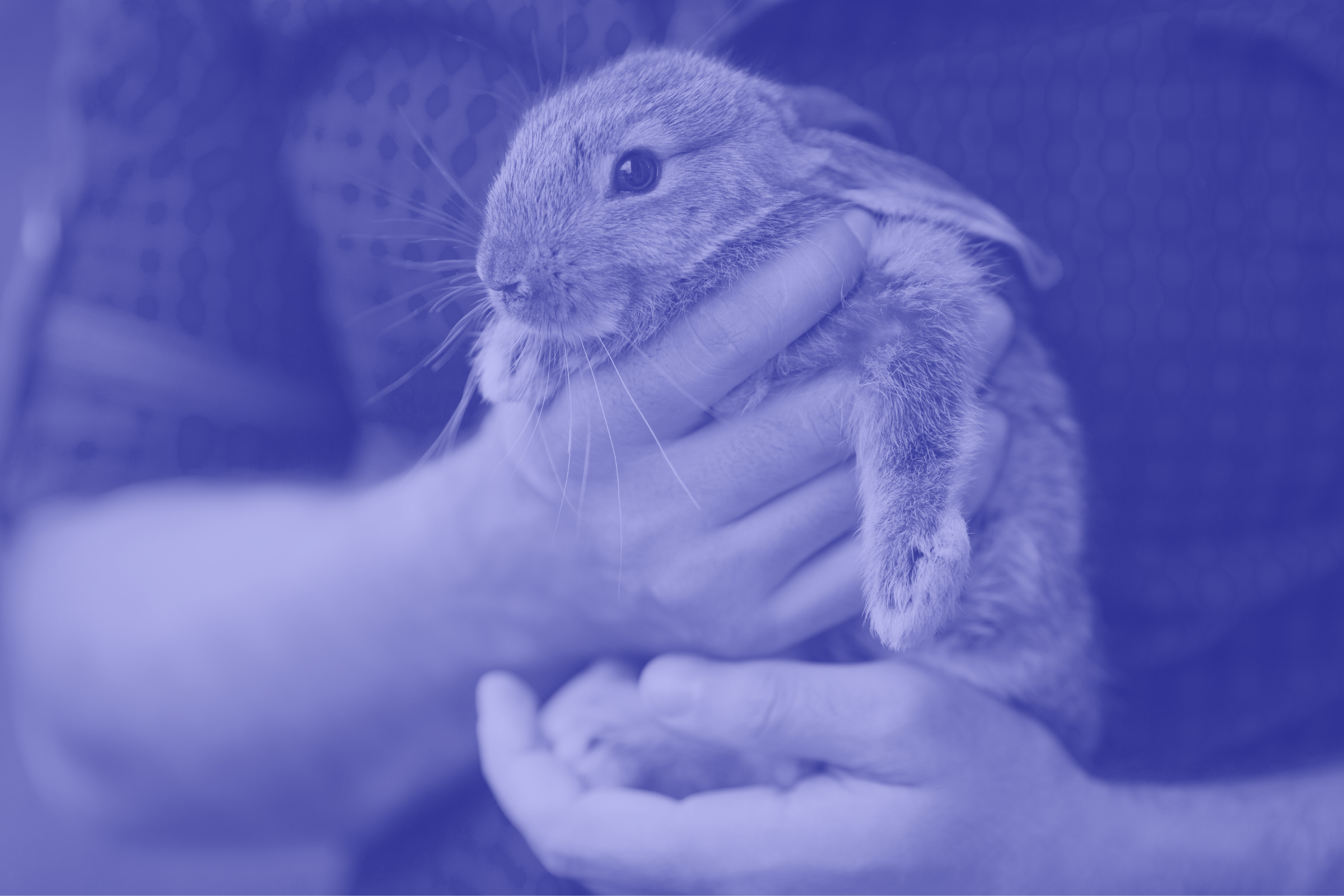 Person holding a baby rabbit with both hands