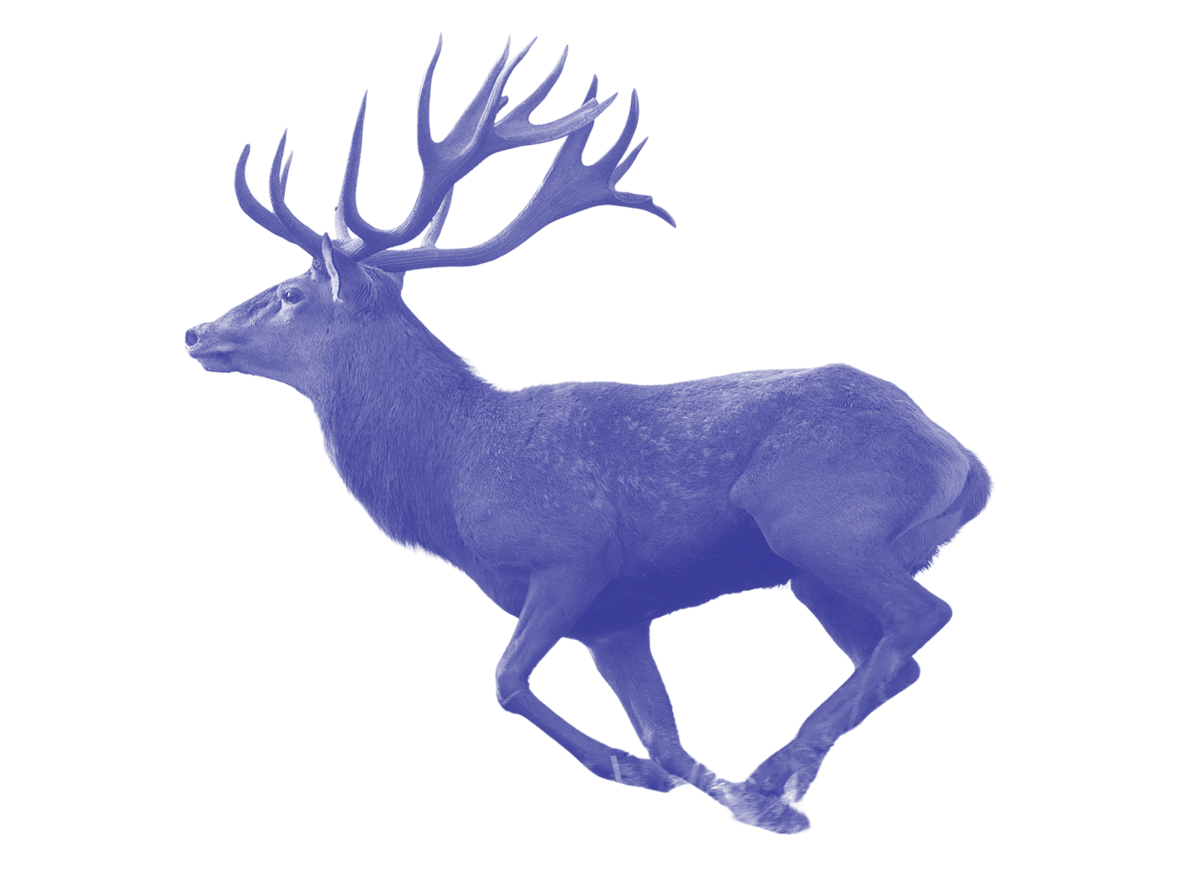 A deer with large antlers gallops forward
