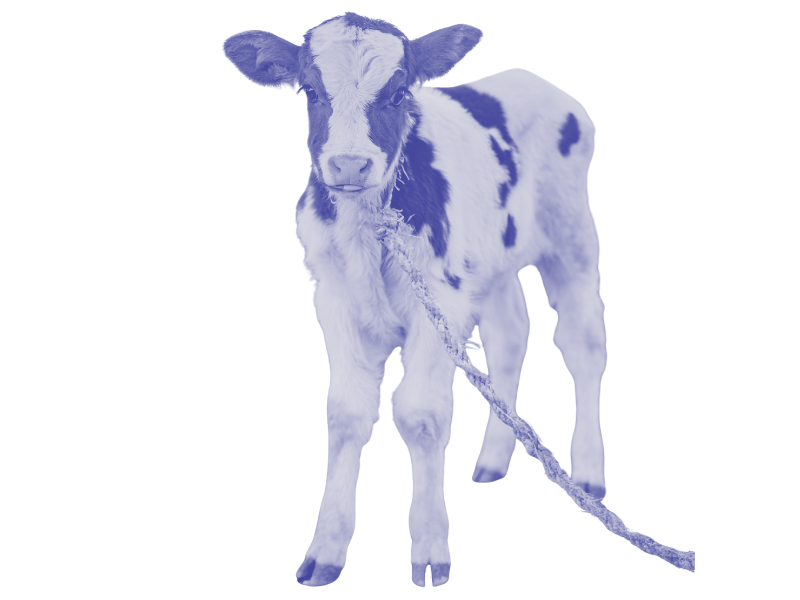 Young calf with black and white coat and tether around neck