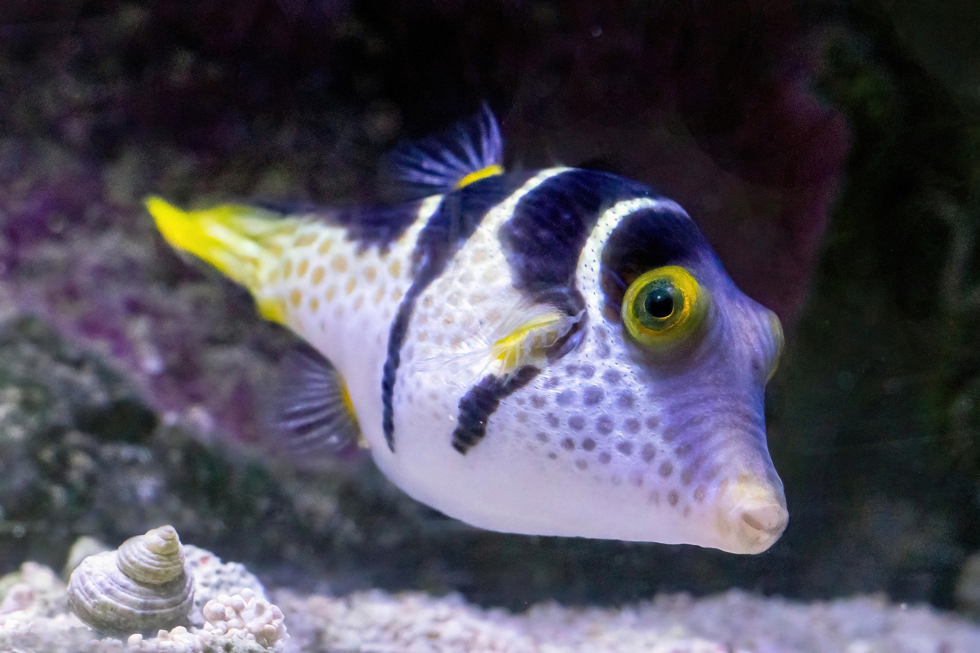 Valentini's sharpnose puffer fish swims near camera