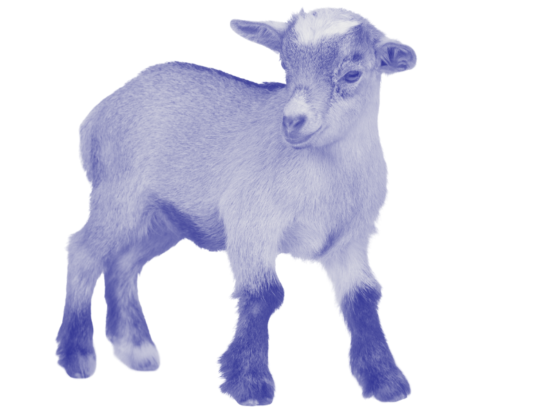 A young goat with a light gray coat standing on a plain background.